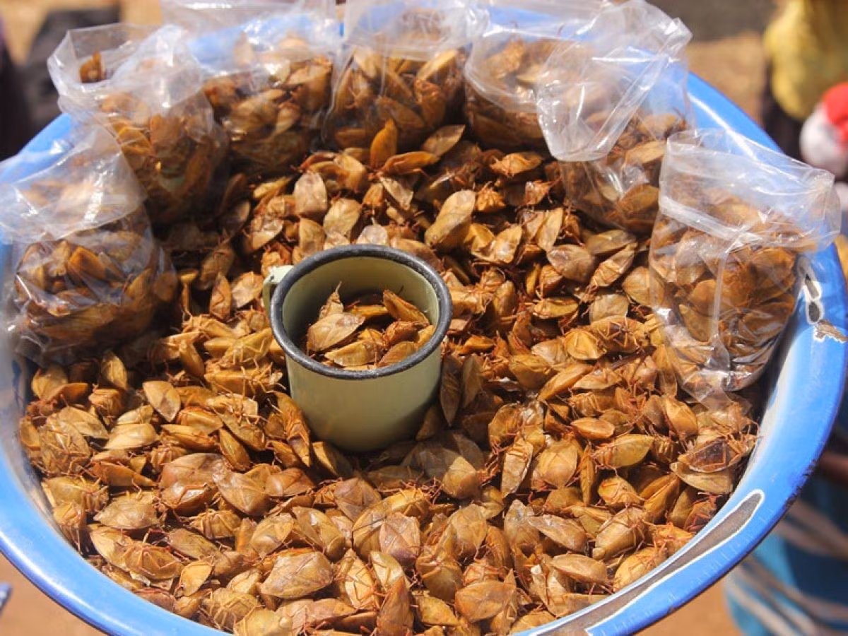 Ẩm thực Yên Bái không chỉ có những món quen miệng, mà còn có cả những “đặc sản thử lòng can đảm” của du khách. Bọ xít chiên giòn – món ăn chỉ có vào mùa hoa nhãn tháng 4 – có vị béo, ngậy, hơi cay và thơm nức mùi rừng. Hay muồm muỗm rang, món ăn gắn liền với mùa lúa chín, béo bùi, thơm lá chanh, khiến người ăn vừa e dè vừa tò mò. Ảnh MIA