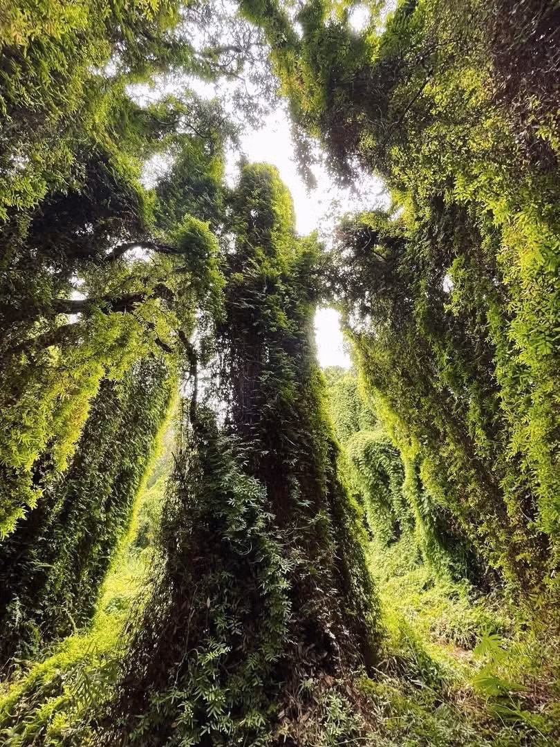 Cách trung tâm thành phố Nha Trang chưa đầy 40 km, trên tuyến đường K10 thuộc xã Cam Lâm, một khu rừng tràm phủ rêu xanh rộng hơn 1 ha đang trở thành tọa độ “sống ảo” mới nổi, khiến giới trẻ không ngừng truyền tai nhau. Ảnh Phượt Studio