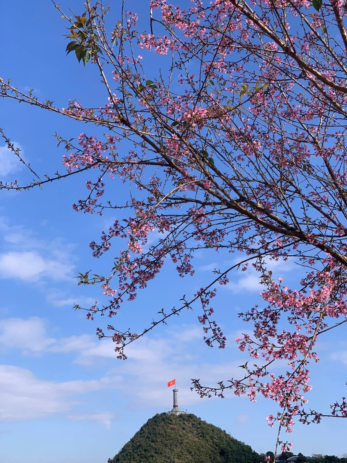 Buổi sáng sớm là thời điểm lý tưởng để ngắm hoa. Khi sương mù còn bảng lảng trên sườn núi, những cánh anh đào rung nhẹ trong gió lạnh, phản chiếu ánh nắng đầu ngày. Dưới tán hoa, các bản làng vùng cao hiện lên bình dị, mang đến cảm giác yên tĩnh, thư thái – điều mà nhiều du khách tìm kiếm khi đến với Tuyên Quang Ảnh Vũ Quang Minh