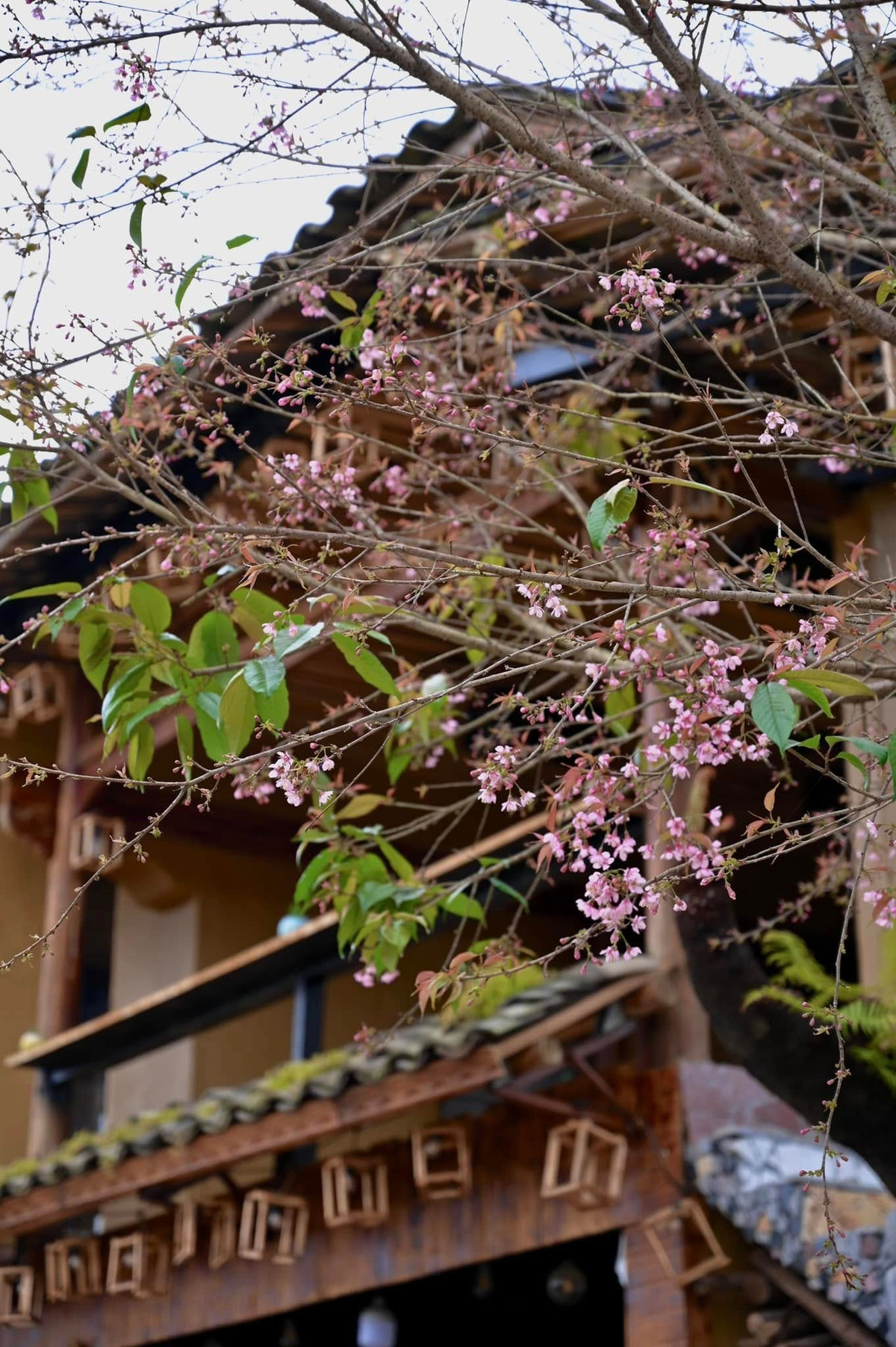 Những năm gần đây, mùa hoa anh đào đã trở thành điểm nhấn du lịch đặc trưng của Lũng Cú. Không gian không đông đúc, chưa bị thương mại hóa mạnh giúp du khách có trải nghiệm gần gũi với thiên nhiên. Ảnh Kim Anh