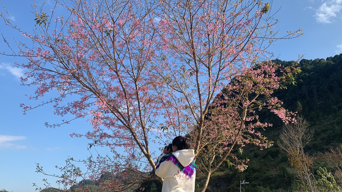 Khi tiết trời Cao nguyên đá Đồng Văn bớt giá lạnh, Lũng Cú (Tuyên Quang) bước vào mùa đẹp nhất trong năm. Giữa không gian đá núi trập trùng, những hàng anh đào bắt đầu hé nụ, mang sắc xuân dịu dàng về vùng đất địa đầu cực Bắc của Tổ quốc. Ảnh Vũ Quang Minh