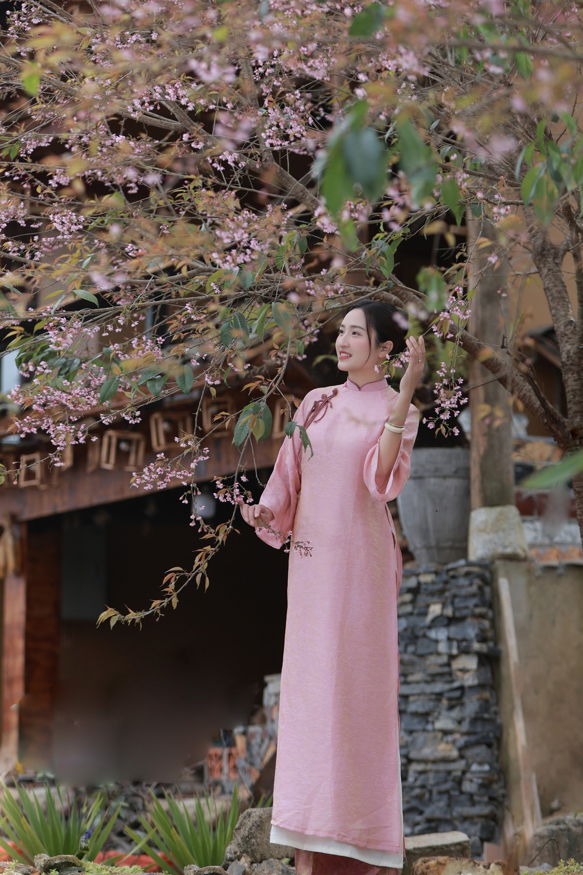 Mùa hoa anh đào ở Lũng Cú không kéo dài, thường rơi vào khoảng cuối tháng 12 đến đầu tháng 1, tùy điều kiện thời tiết. Ảnh Nguyễn Ngọc Đô