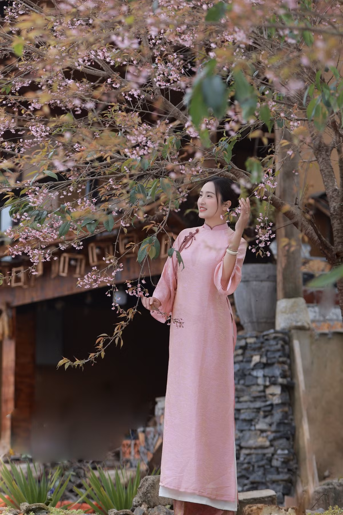 Mùa hoa anh đào ở Lũng Cú không kéo dài, thường rơi vào khoảng cuối tháng 12 đến đầu tháng 1, tùy điều kiện thời tiết. Ảnh Nguyễn Ngọc Đô