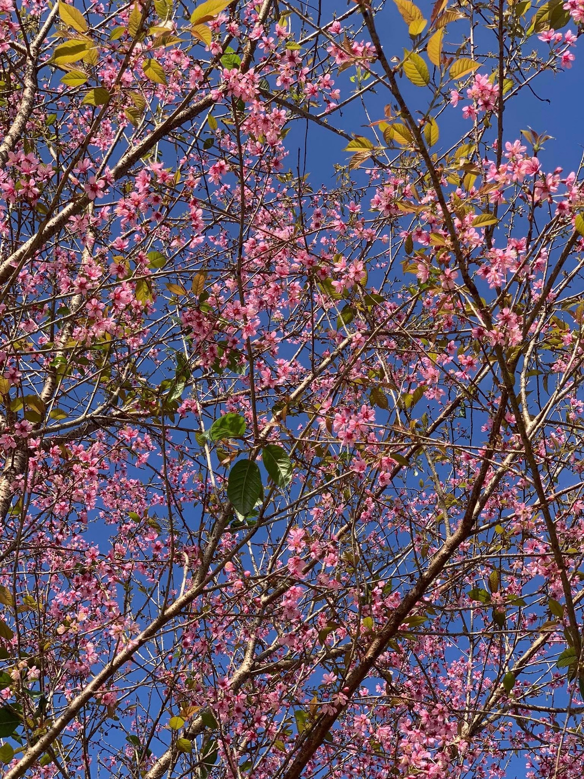 Không nở rộ đồng loạt, hoa bung cánh chậm rãi, kéo dài trong vài tuần, đủ để du khách thong thả chiêm ngưỡng và lưu lại những khoảnh khắc đẹp. Ảnh Vũ Quang Minh