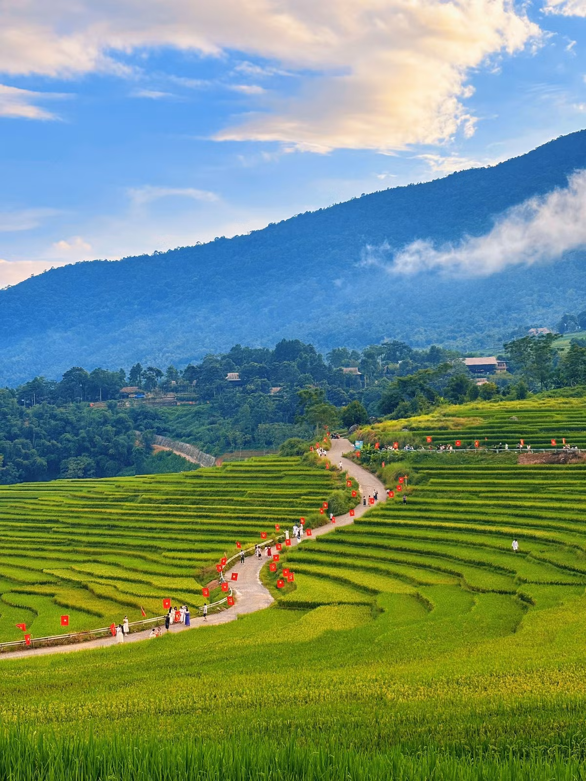 Nơi đây có hai vụ lúa mỗi năm vào tháng 5–6 và tháng 9–10. Thời điểm hiện tại cũng là vụ chín cuối cùng, khi lúa đồng loạt ngả màu, mang đến cho du khách cơ hội ngắm trọn “biển vàng” trước mùa gặt. Ảnh dulichpuluong