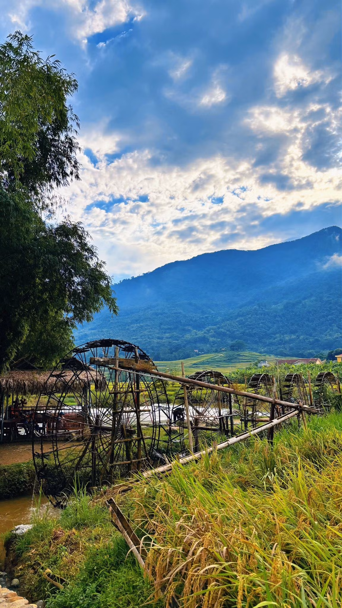 Ánh nắng cuối thu rọi xuống, phản chiếu trên sóng lúa tạo nên khung cảnh lấp lánh như tấm gương khổng lồ. Ảnh dulichpuluong