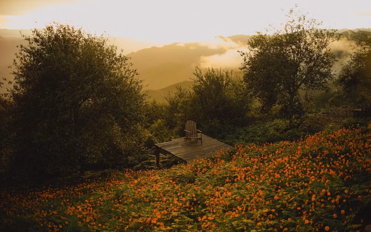 Tà Xùa (Sơn La), nơi nổi tiếng với những đồi mây bồng bềnh và phong cảnh núi non hùng vĩ, giờ đây còn thu hút du khách bởi những vườn hoa cúc nở rộ vào mùa thu. Ảnh Sói