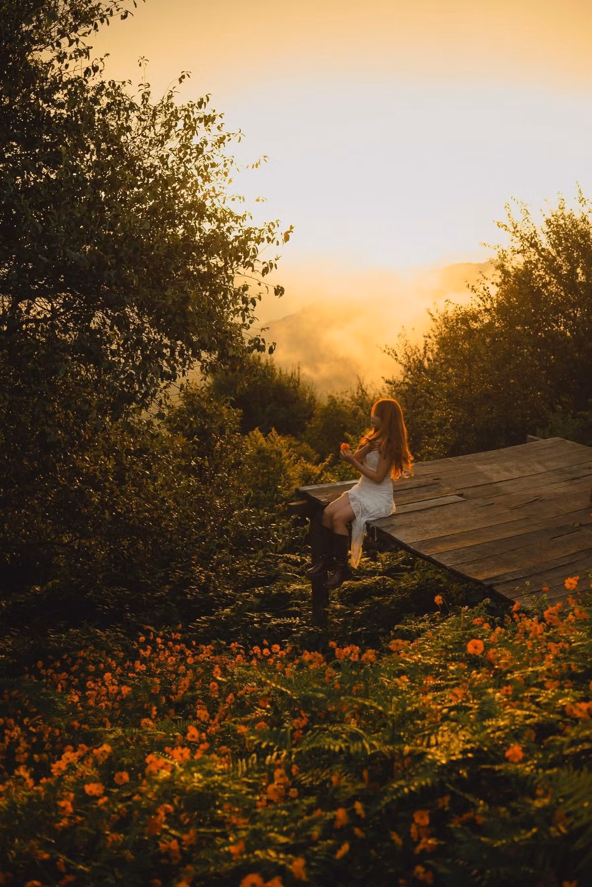 Những ngày trời nắng dịu, ánh sáng tự nhiên chiếu qua cánh hoa, cộng hưởng với phong cảnh núi non, tạo nên những bức ảnh vừa sống động, vừa thơ mộng. Ảnh Sói