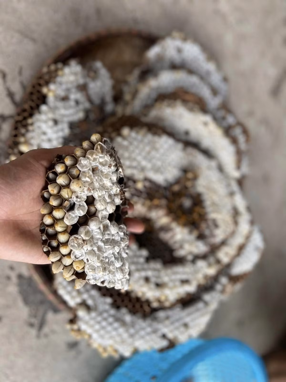 Nếu ghé thăm vào mùa nhộng ong rừng (tháng 8 – 9 âm lịch), du khách còn có cơ hội thu hoạch và thưởng thức sản vật quý hiếm, một trải nghiệm đặc biệt chỉ có ở vùng núi Kỳ Thượng. Ảnh Am Váp Farm