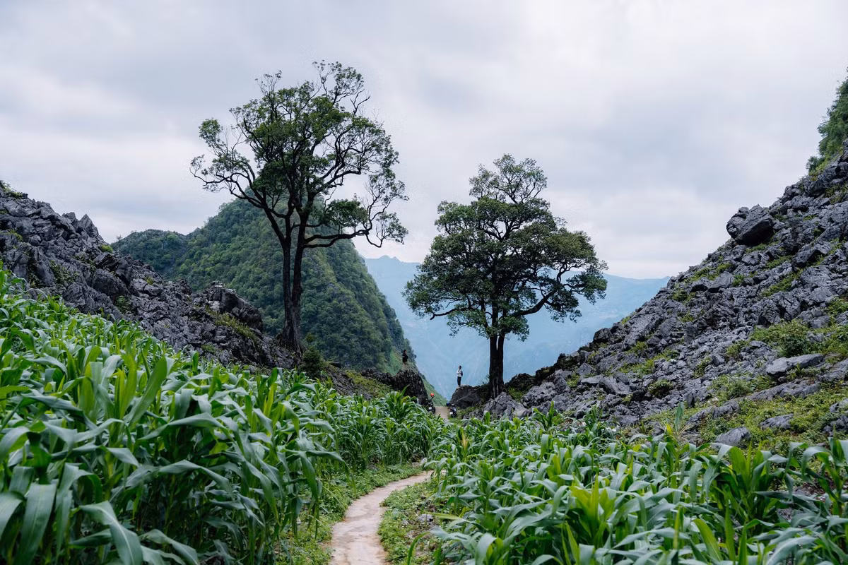 Trên đường từ Mã Pí Lèng xuống Mèo Vạc, cảnh quan thay đổi dần với những nương ngô xanh trải dài trên sườn núi, xen lẫn là những ngôi nhà trình tường của đồng bào H’Mông, Dao. Người dân sinh sống chủ yếu bằng nông nghiệp và chăn nuôi, giữ nếp sinh hoạt truyền thống. Những phiên chợ vùng cao cuối tuần là nơi để trao đổi hàng hóa, giao lưu văn hóa giữa các dân tộc. Ảnh Giàng A Phớn