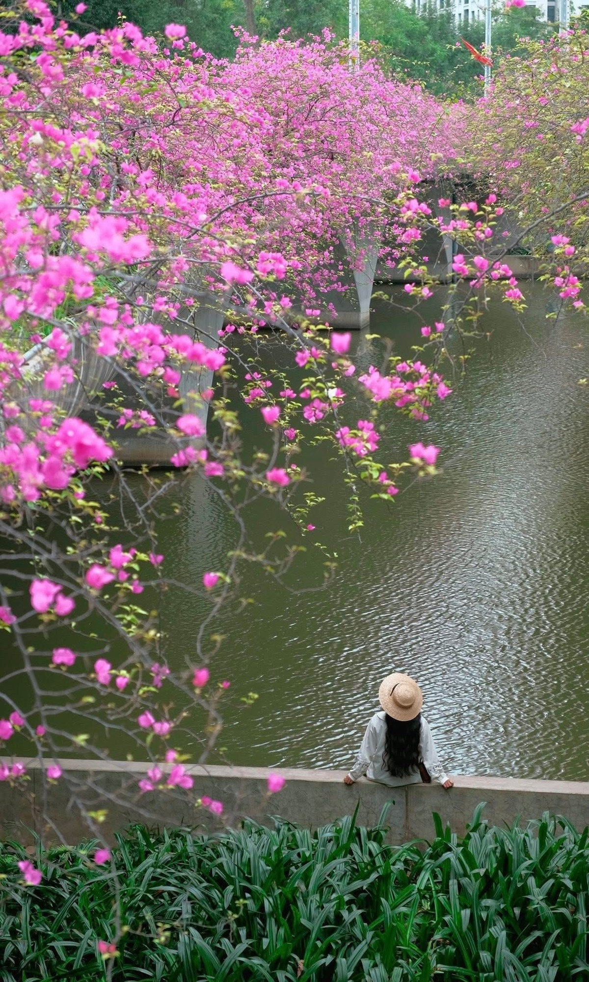 Theo nhiều người thường xuyên đến Ecopark, hoa giấy ở khu vực cầu Thủy Tiên thường nở đẹp nhất vào khoảng cuối tháng 2 đến hết tháng 3. Đây cũng là thời điểm thời tiết nắng nhẹ, thuận lợi cho việc tham quan và chụp ảnh. Ngoài khung cảnh hoa rực rỡ, không gian xanh và thoáng đãng của Ecopark cũng là lý do khiến nhiều người lựa chọn nơi đây để “đổi gió” vào dịp cuối tuần. Ảnh Đỗ Vân Anh