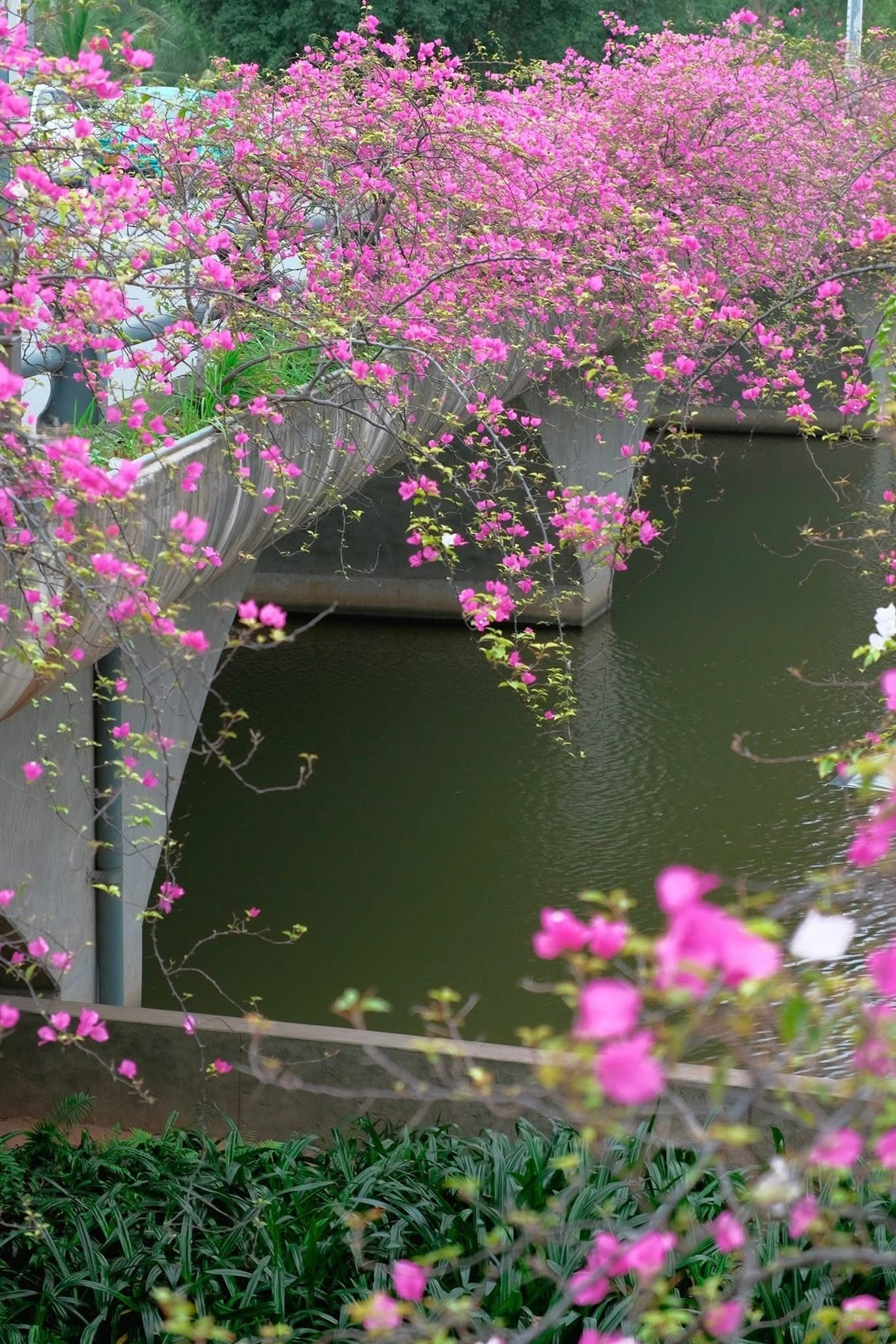 Mùa hoa giấy thường không kéo dài quá lâu. Vì vậy, với những ai yêu thích chụp ảnh và khám phá các điểm check-in gần Hà Nội, cây cầu hoa giấy ở Ecopark đang là một gợi ý đáng thử trong những ngày tháng 3. Ảnh Đỗ Vân Anh