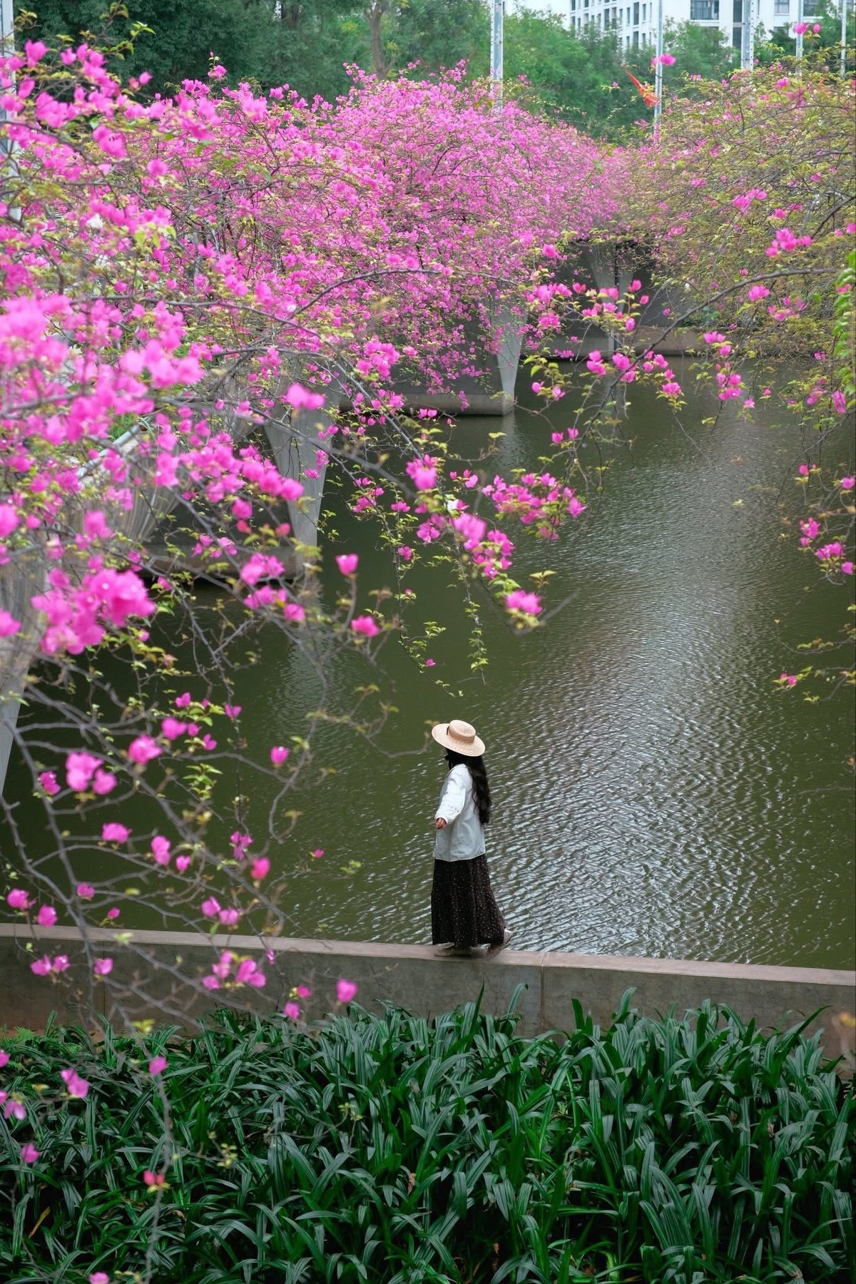 Cầu Thủy Tiên vốn có thiết kế uốn lượn mềm mại, nằm giữa không gian xanh mát của Ecopark. Khi mùa hoa giấy nở rộ, những rặng hoa leo dọc lan can cầu rồi buông dài xuống phía dưới, tạo thành từng chùm lớn như một “thác hoa” rực rỡ. Ảnh Đỗ Vân Anh