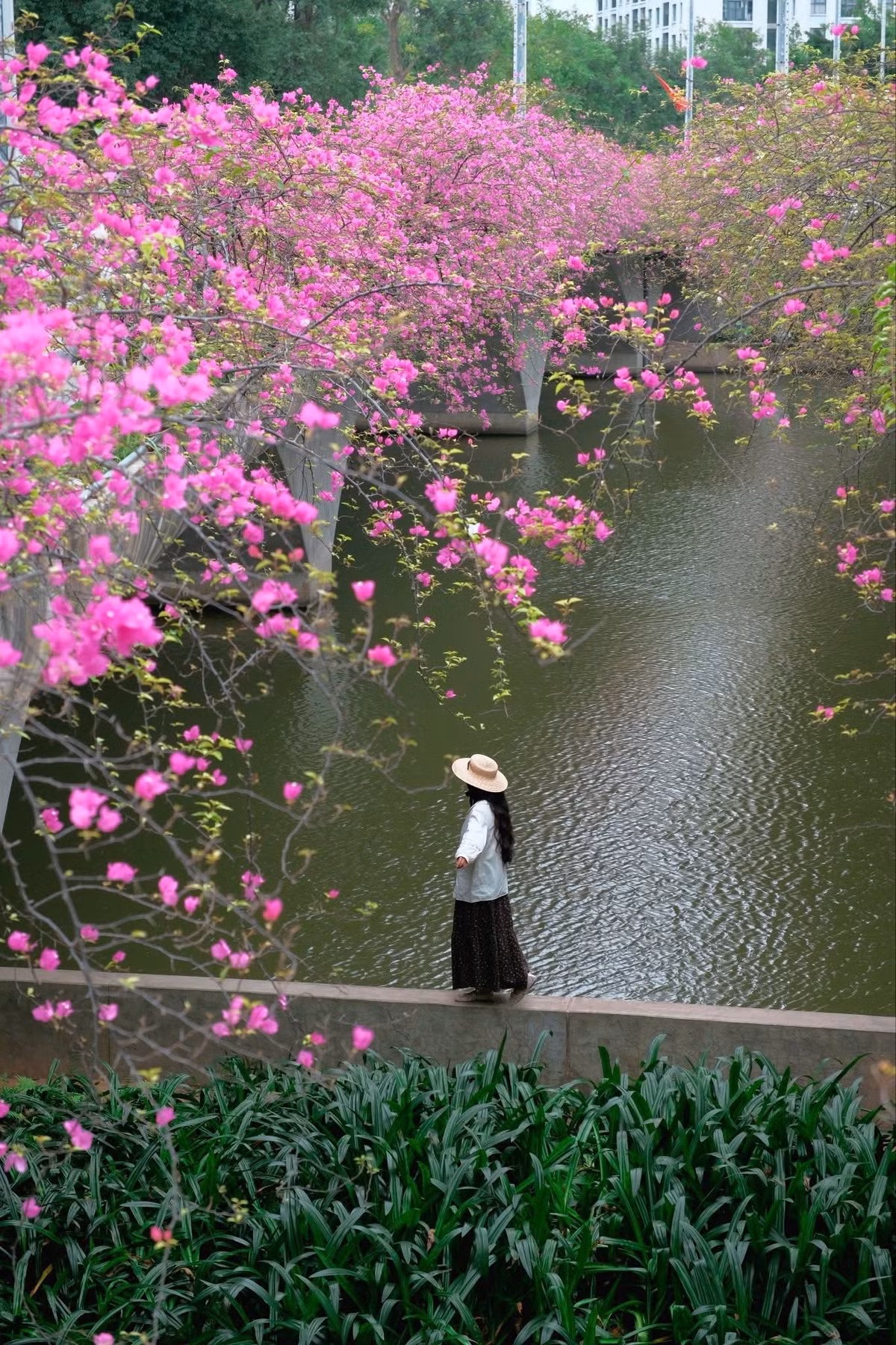 Cầu Thủy Tiên vốn có thiết kế uốn lượn mềm mại, nằm giữa không gian xanh mát của Ecopark. Khi mùa hoa giấy nở rộ, những rặng hoa leo dọc lan can cầu rồi buông dài xuống phía dưới, tạo thành từng chùm lớn như một “thác hoa” rực rỡ. Ảnh Đỗ Vân Anh