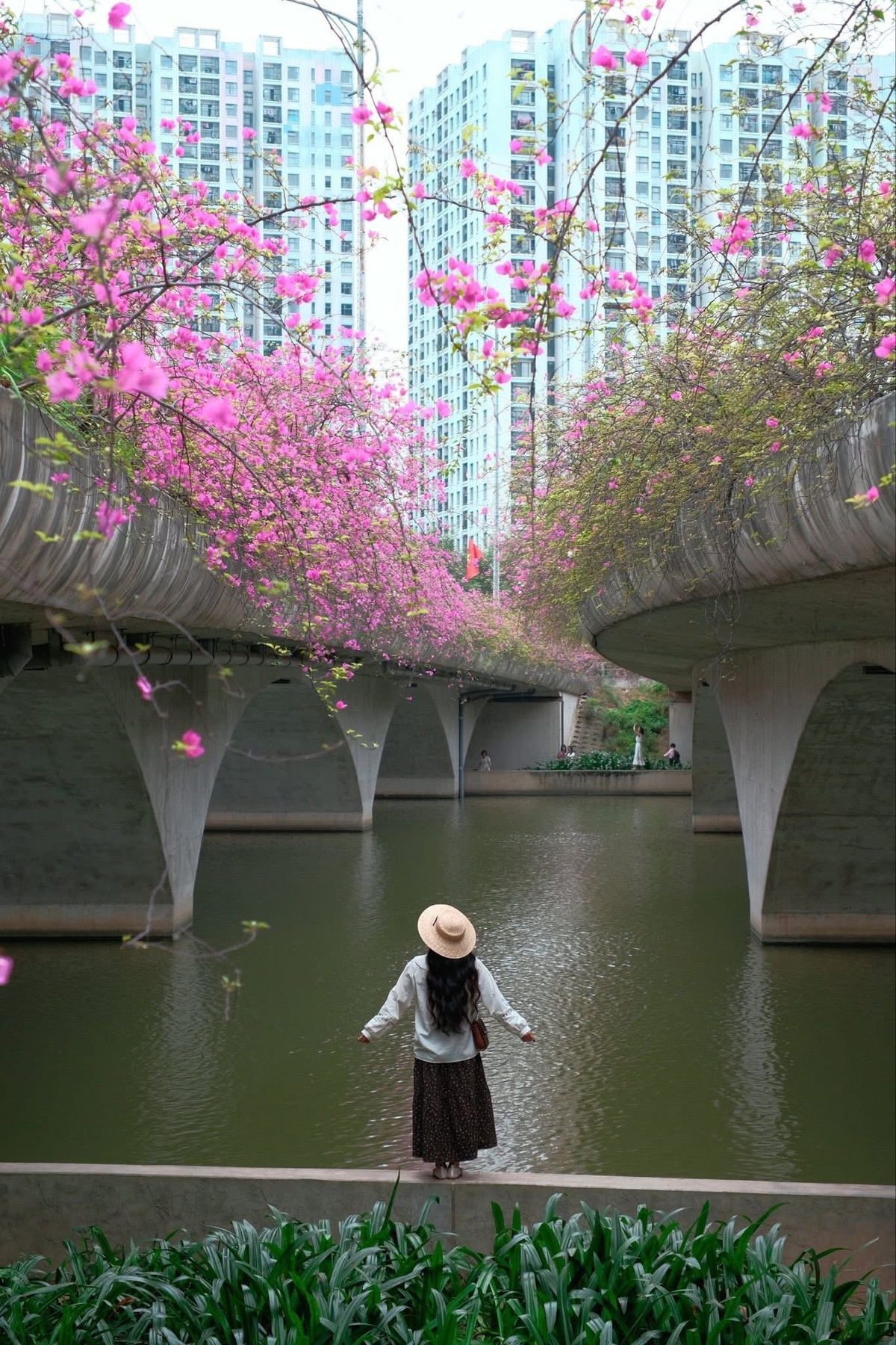 Chỉ cần gõ từ khóa “cầu hoa giấy Ecopark”, hàng loạt hình ảnh rực rỡ hiện ra với những chùm hoa hồng đỏ buông dài từ lan can cầu xuống tận gầm cầu, tạo thành một khung cảnh nổi bật giữa không gian xanh mát. Ảnh Đỗ Vân Anh