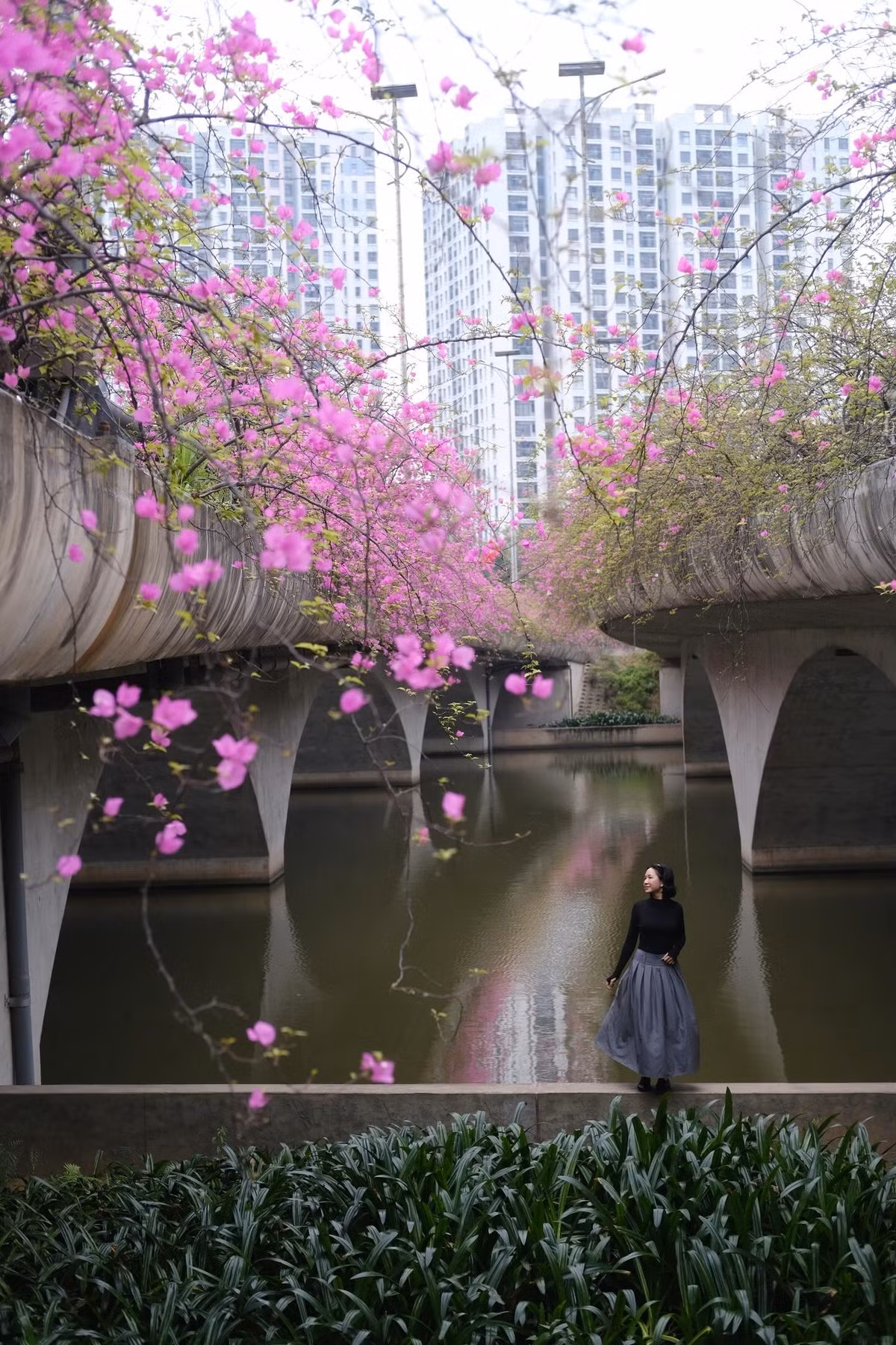 Không chỉ giới trẻ, nhiều gia đình và các nhóm bạn cũng tranh thủ ghé thăm để dạo chơi và lưu lại những bức ảnh mùa hoa. Một số người còn kết hợp chụp ảnh với picnic hoặc dạo bộ quanh các khu công viên trong khu đô thị. Ảnh Thu Quỳnh