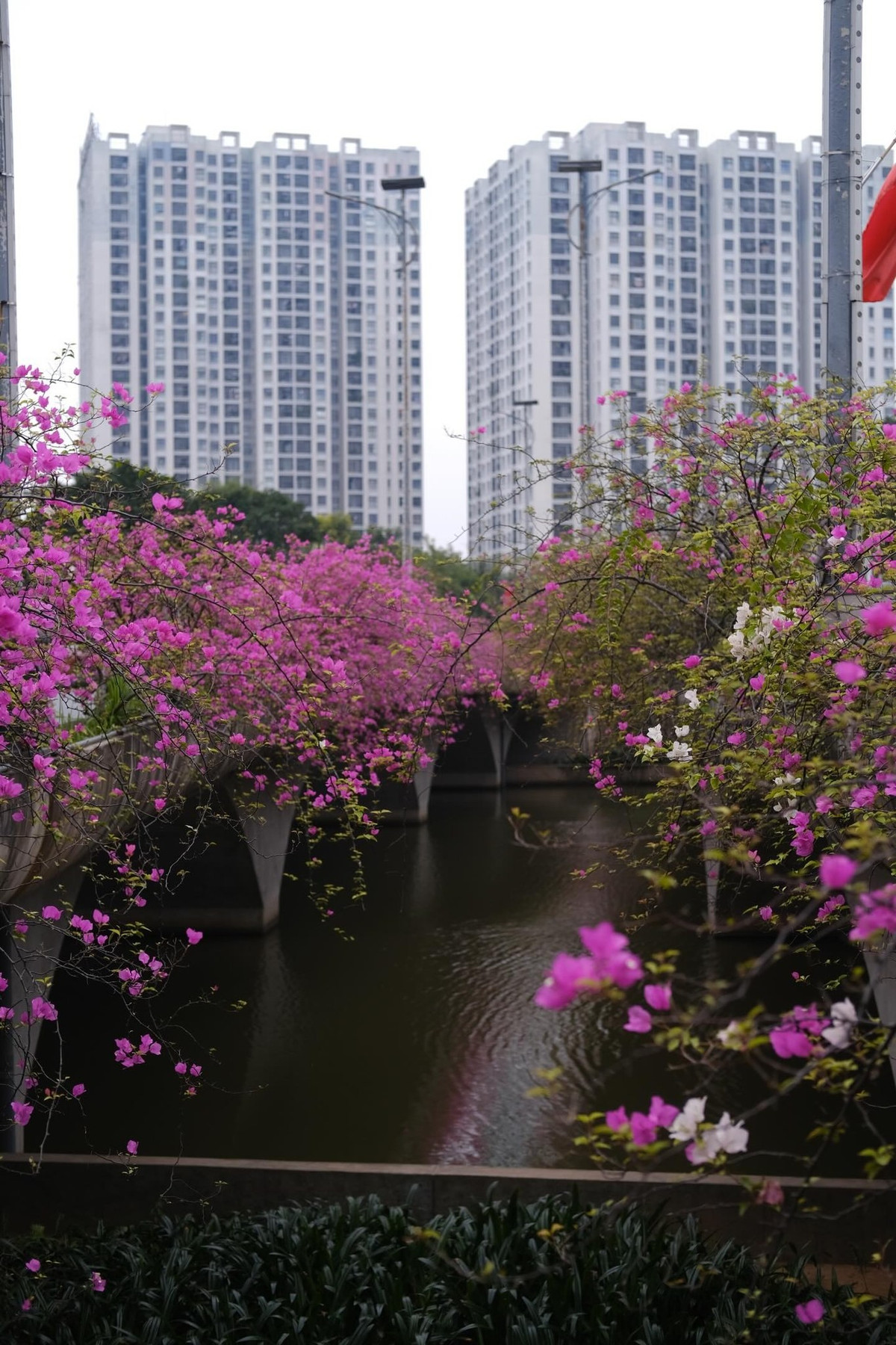 Bạn Thu Hà (21 tuổi, Hà Nội) chia sẻ: “Mình thấy hình ảnh trên mạng rất đẹp nên cuối tuần rủ bạn sang Ecopark chụp thử. Ngoài đời hoa nở dày và rực hơn tưởng tượng, chỉ cần đứng dưới cầu cũng có nhiều góc ảnh đẹp.” Ảnh Thu Quỳnh