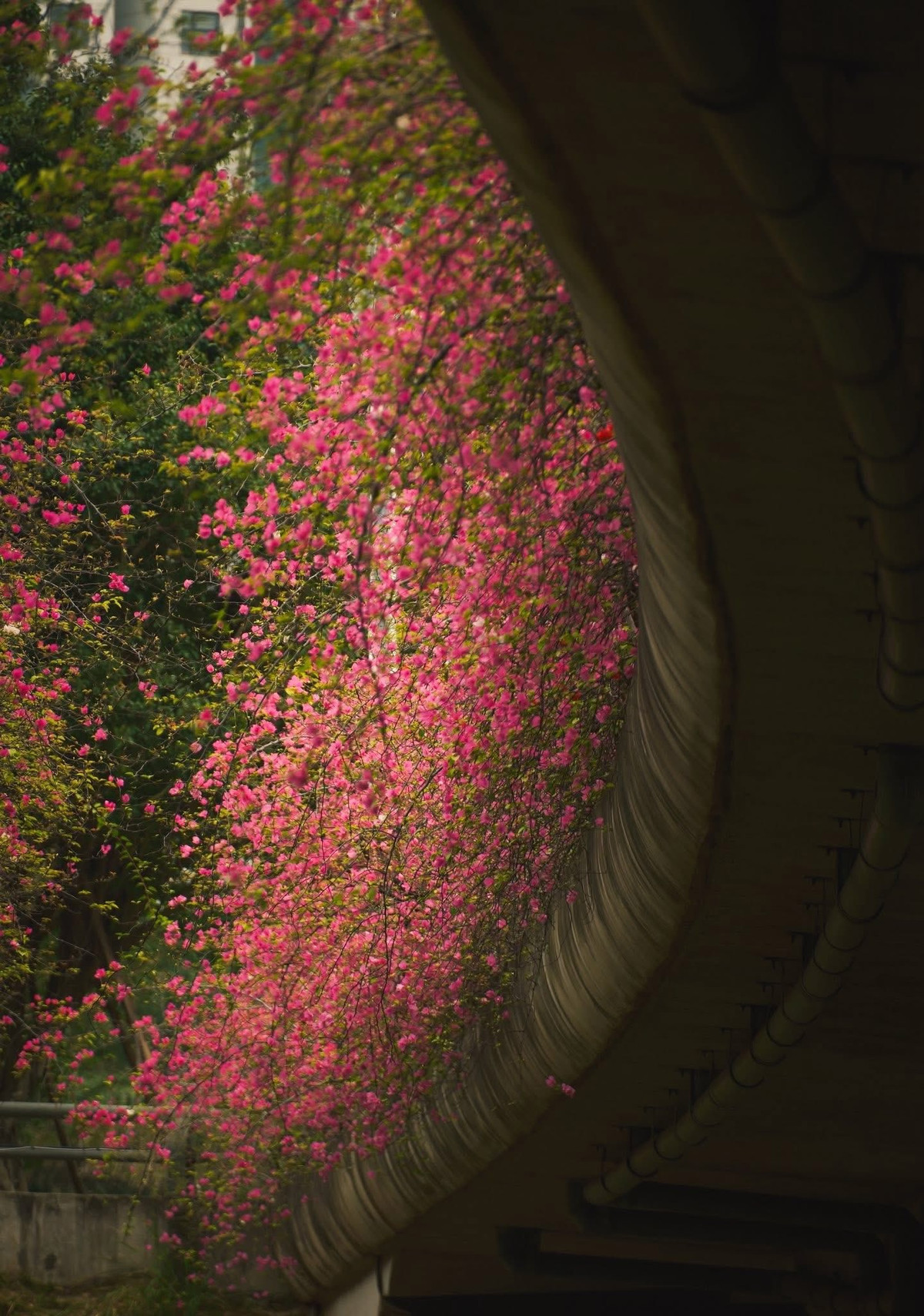 Thế nhưng, giữa rất nhiều điểm chụp quen thuộc trong nội đô, một địa điểm mới lại bất ngờ được nhắc đến dày đặc trên các nền tảng mạng xã hội. Không phải phố cổ hay những tuyến đường nổi tiếng, “tọa độ sống ảo” đang gây chú ý lại nằm ở khu đô thị Ecopark, nơi cây cầu Thủy Tiên đang được phủ kín bởi những rặng hoa giấy nở rộ. Ảnh Tran Chau