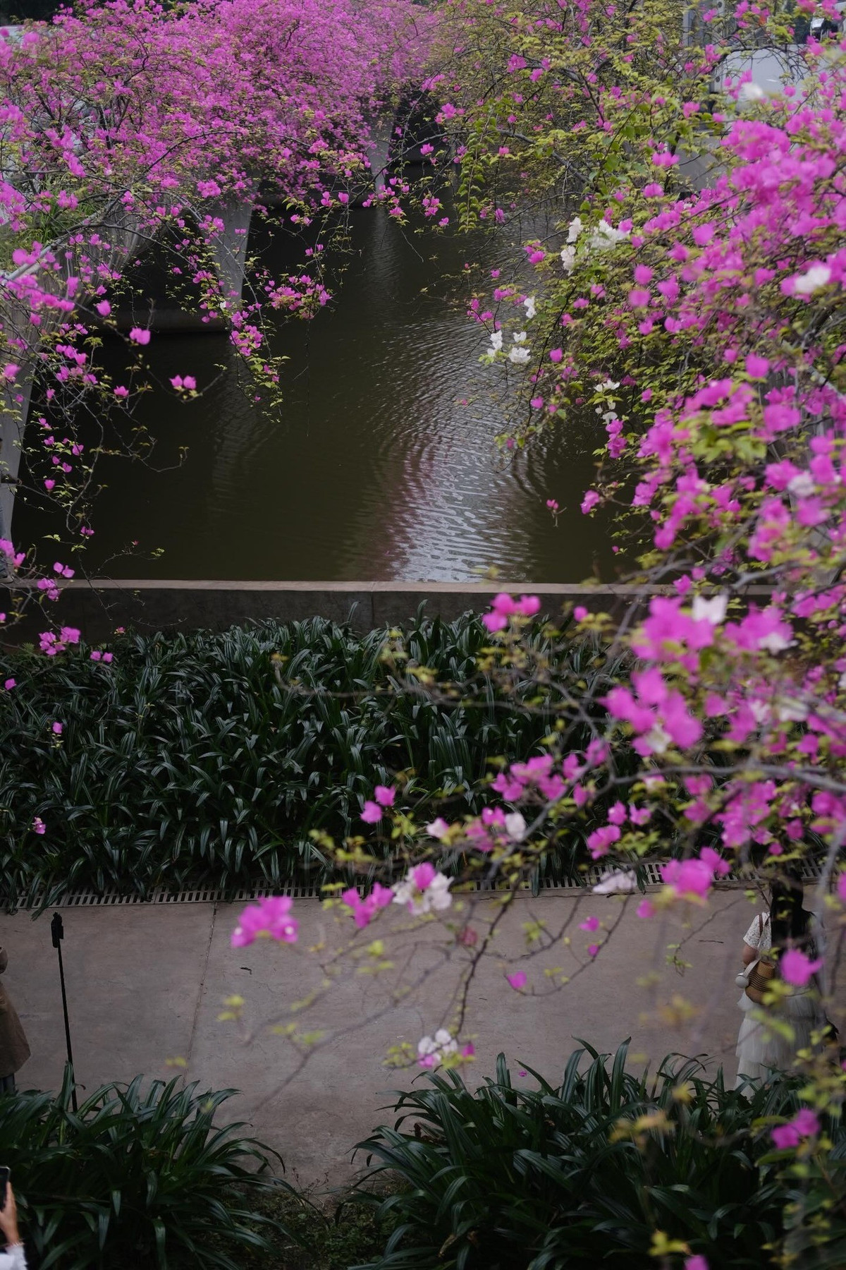 Đứng dưới gầm cầu nhìn lên, hàng ngàn cánh hoa giấy mỏng nhẹ rung rinh trong gió, nổi bật trên nền bê tông xám của cây cầu. Sự tương phản giữa sắc hoa rực rỡ và kiến trúc giản dị khiến khung cảnh trở nên ấn tượng, tạo nhiều góc chụp ảnh đẹp. Ảnh Đỗ Vân Anh