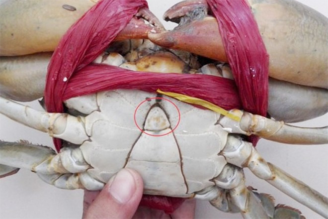 Phần cuối cùng cần tránh là “tim” cua – bộ phận có hình lục giác nằm giữa mai và được bao phủ bởi lớp màng đen. Dù không chứa ký sinh trùng, song theo quan niệm Đông y, đây là phần “lạnh” nhất của con cua, có thể gây lạnh bụng, khó tiêu hoặc rối loạn tiêu hóa, đặc biệt khi ăn cùng đồ chua hoặc rượu. Ảnh minh hoạ