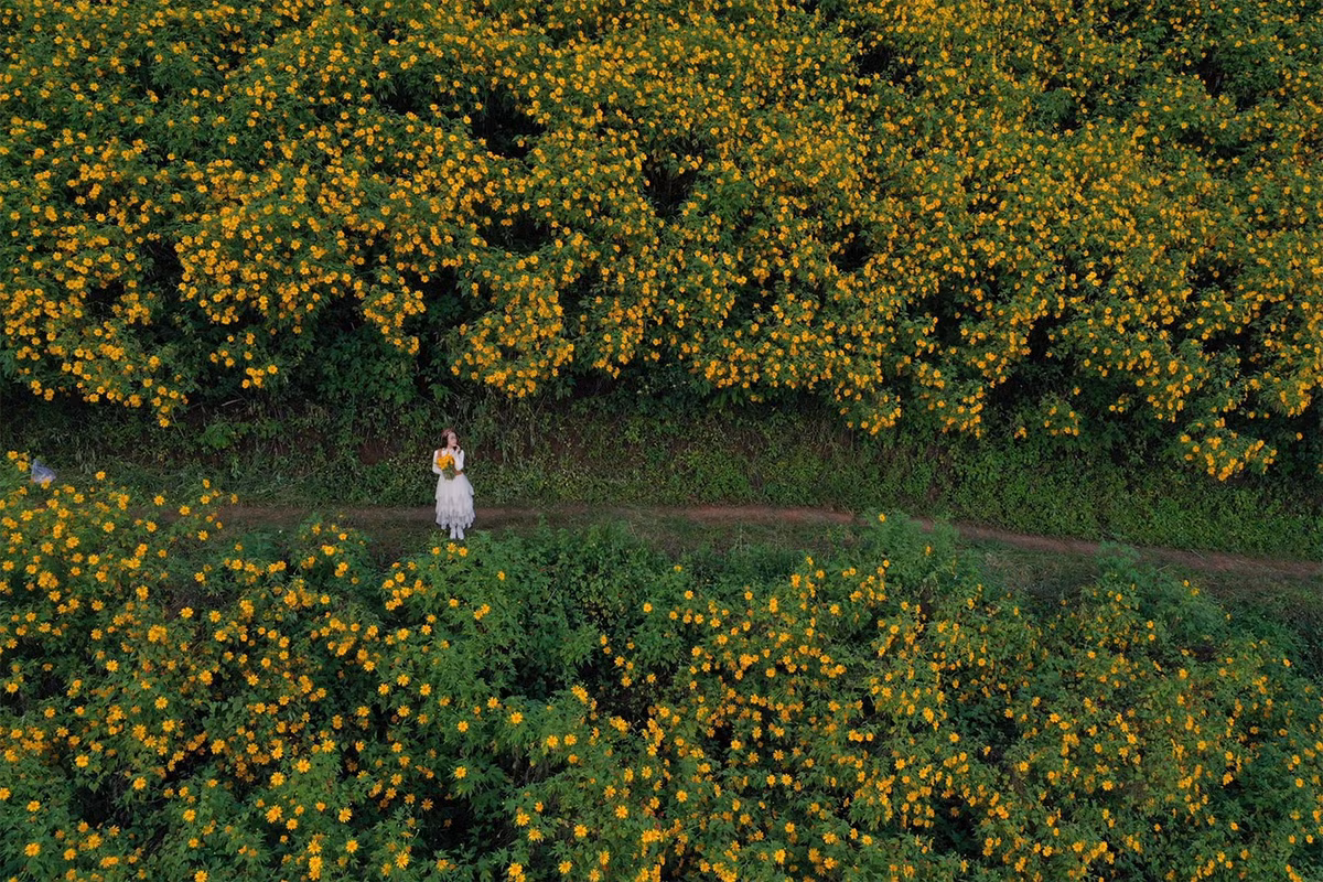 Mỗi cung đường lại mang một nét đẹp riêng – có nơi vàng óng giữa thung lũng, có nơi hoa len lỏi bên sườn đồi, tạo nên khung cảnh như trong tranh. Ảnh Quangdalat