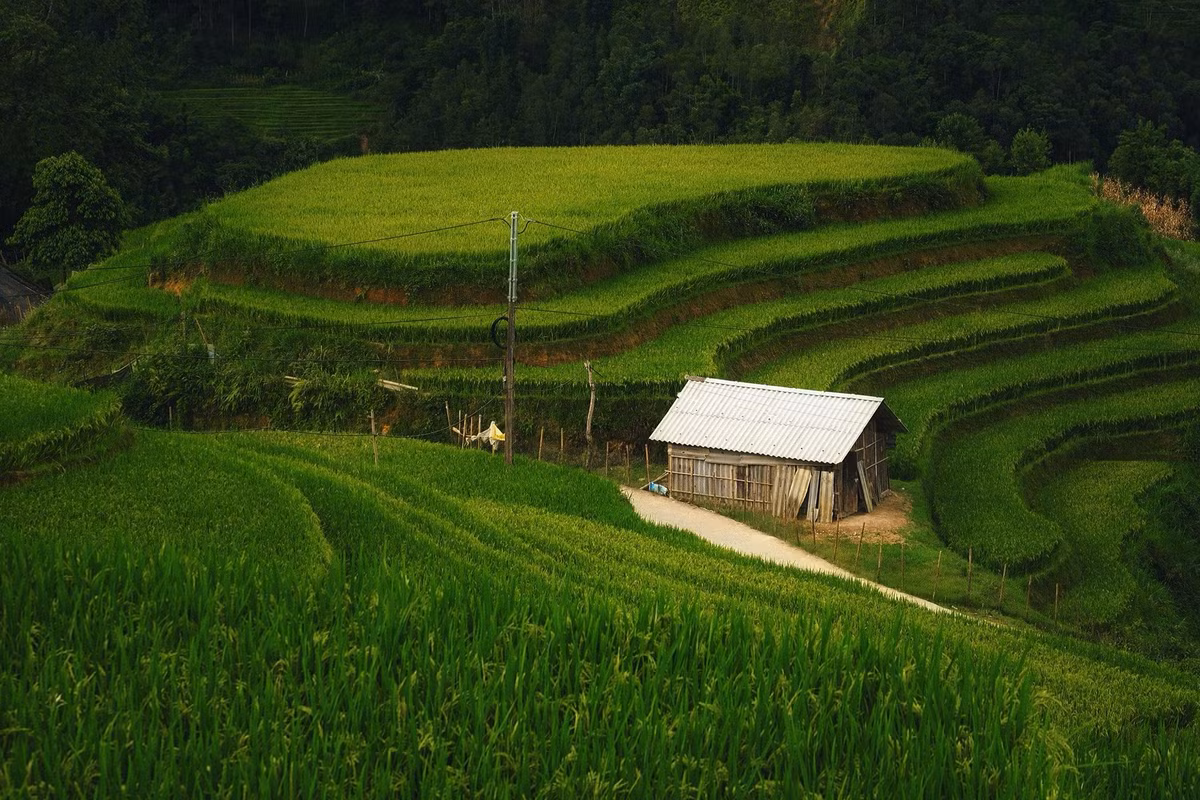 Màu vàng óng ả của lúa hòa quyện cùng sắc xanh đậm của rừng già và những vạt nương còn xanh mơn mởn, biến Ý Linh Hồ thành một “bức tranh” khổng lồ trải dài từ sườn đồi xuống thung lũng. Ảnh Tuyên Parafu