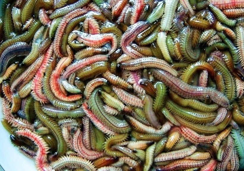 Sự đặc biệt của rươi nằm ở chỗ chúng không xuất hiện đều đặn. Có năm rươi nổi nhiều, người dân thu hoạch cả rổ lớn chỉ trong một buổi sớm; nhưng cũng có năm rươi thưa thớt, cả mùa chỉ gặp vài đợt ngắn. Bởi vậy, mỗi lần đến mùa, không khí ở các làng ven sông lại trở nên nhộn nhịp. Từ sáng sớm, người dân đã mang theo chậu, rổ ra bãi, tranh thủ thu hoạch khi rươi còn tươi nhất. Phần ngon nhất thường dành cho bữa ăn gia đình, số còn lại mới bán ra chợ. Ảnh Internet