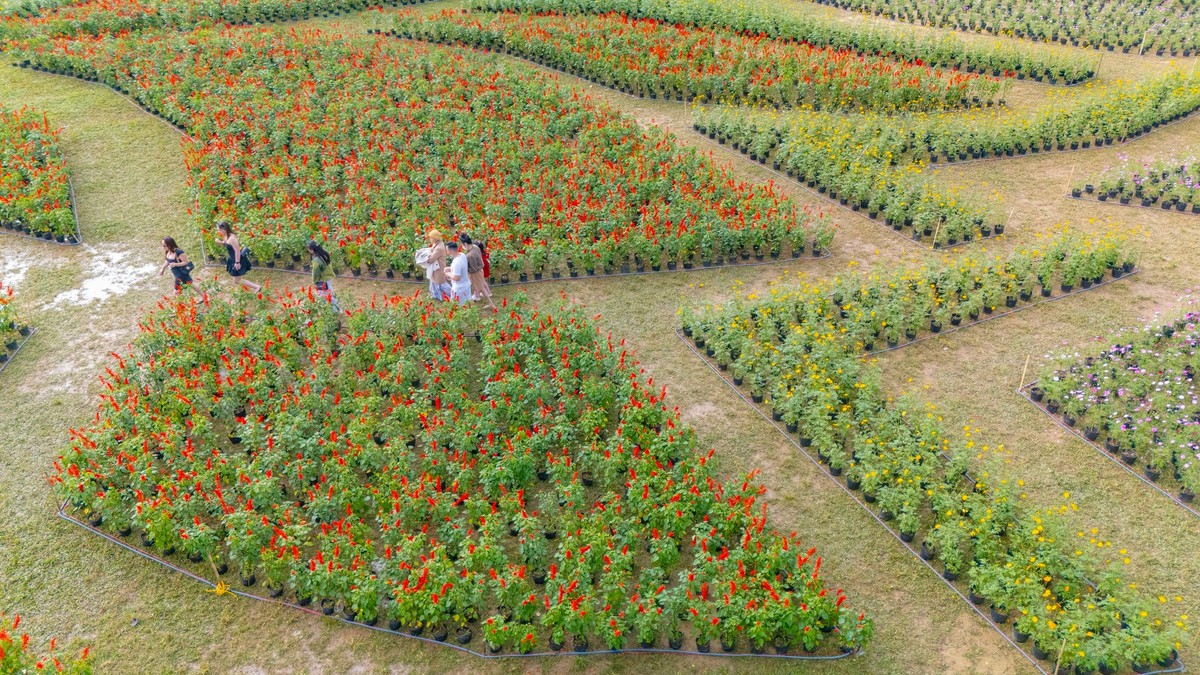 Ngay từ sáng sớm, nhiều người dân Huế đã có mặt để chiêm ngưỡng và lưu lại những khoảnh khắc đầu xuân bên công trình hoa độc đáo. Không khí tham quan diễn ra nhẹ nhàng, trật tự; ai nấy đều thong thả dạo bước, chụp ảnh, cảm nhận vẻ đẹp rực rỡ nhưng không kém phần an yên – nét rất riêng của Cố đô. Ảnh Hoàng Phước