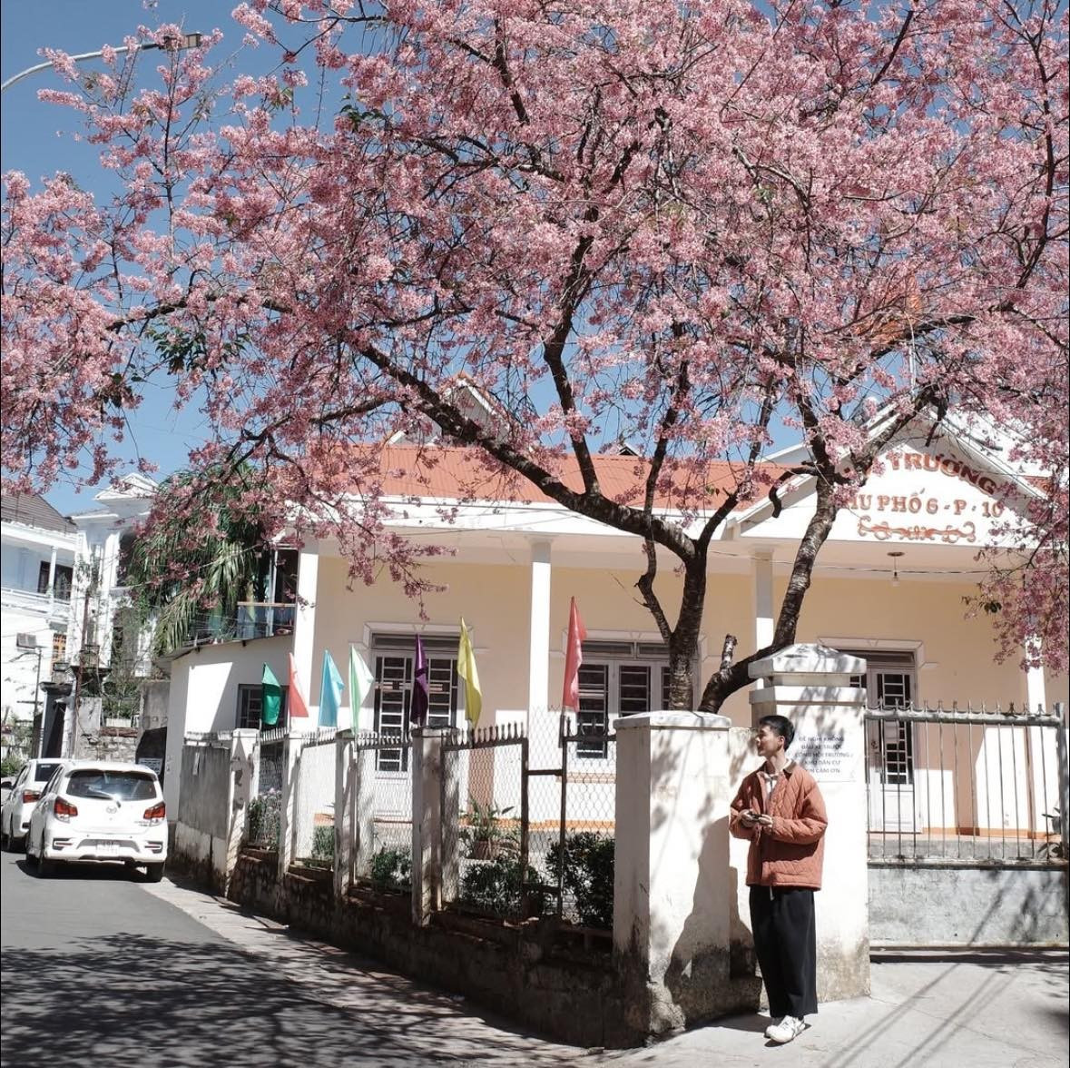 Mai anh đào không rực rỡ như phượng, cũng không kiêu sa như hoa hồng, nhưng lại mang vẻ đẹp dịu dàng rất riêng. Hoa chỉ nở trong thời gian ngắn, phụ thuộc nhiều vào thời tiết, vì vậy việc chọn đúng địa điểm và thời điểm là yếu tố quan trọng để du khách có trải nghiệm trọn vẹn. Dưới đây là 5 tọa độ ngắm mai anh đào được nhiều du khách lựa chọn mỗi dịp đầu năm. Ảnh @tonton.dalat