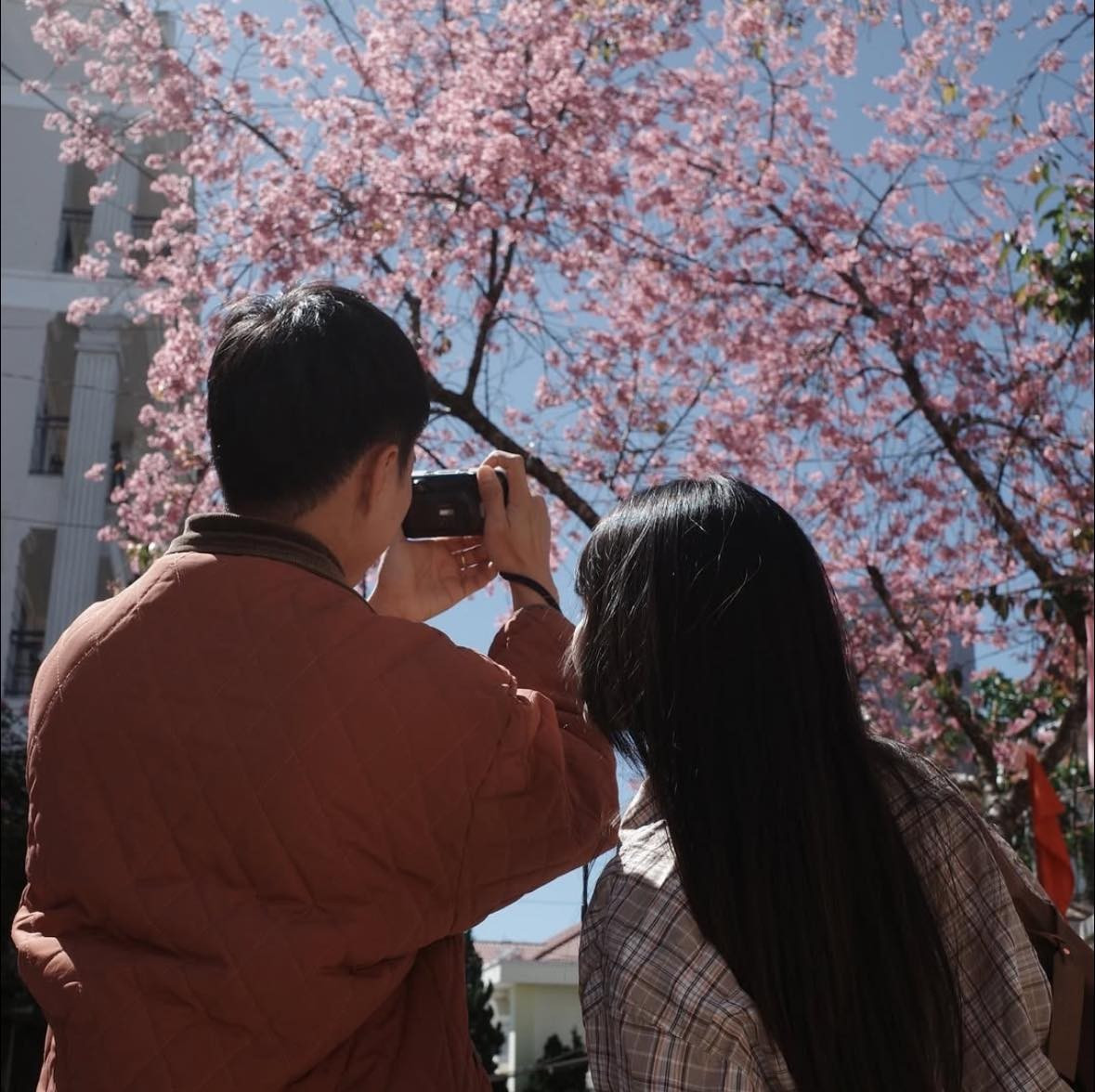 Khi những ngày cuối năm khẽ chạm ngõ, Đà Lạt lại bước vào thời khắc đẹp nhất với sắc hồng mai anh đào lan tỏa khắp phố núi. Từ cuối tháng 12 đến giữa tháng 1, loài hoa đặc trưng của cao nguyên Lâm Viên đồng loạt bung nở, nhuộm hồng các triền đồi, cung đường và những góc quán yên bình, tạo nên bức tranh lãng mạn khó trộn lẫn. Ảnh @tonton.dalat