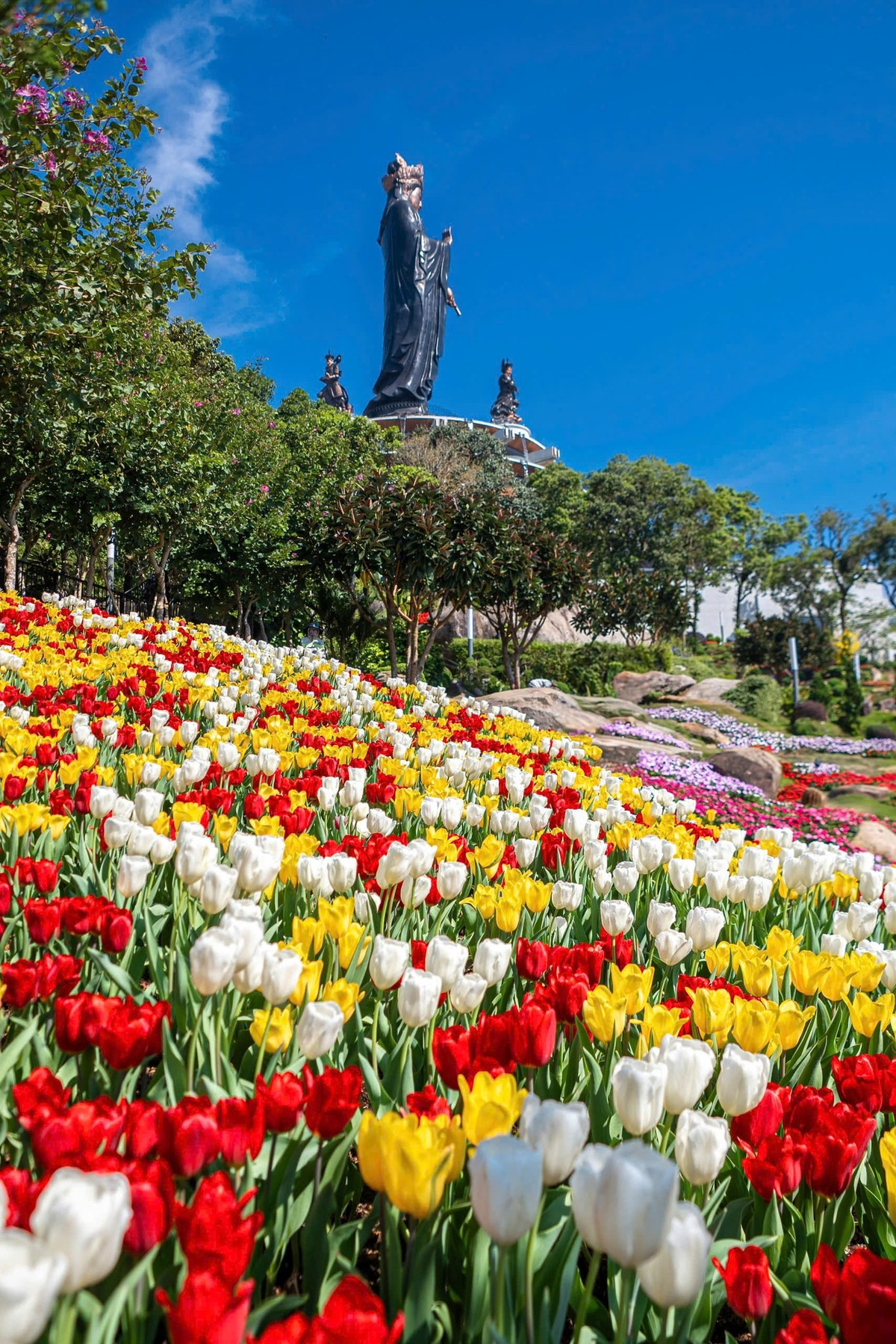 Tulip vốn là loài hoa đặc trưng của châu Âu, gắn liền với hình ảnh Hà Lan. Vì vậy, việc loài hoa này nở rực rỡ giữa khí hậu nắng ấm miền Nam khiến nhiều du khách không khỏi bất ngờ. Ảnh Triều Potoraphy