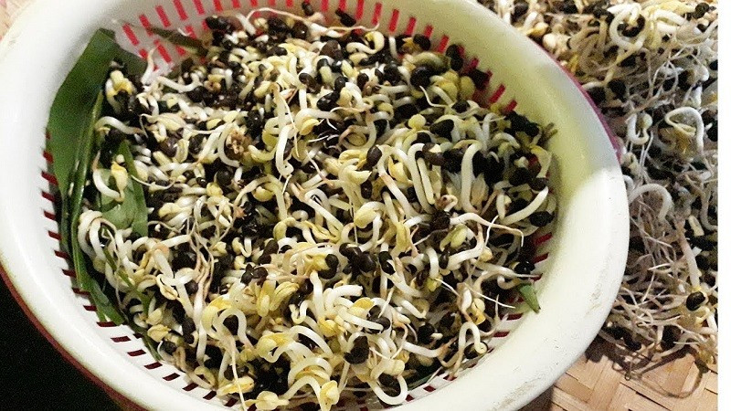 Các chuyên gia dinh dưỡng nhận định, giá đỗ là “kho” chất chống oxy hóa tự nhiên gồm flavonoid, acid phenolic, caffeic, cinnamic… giúp trung hòa gốc tự do, ngăn ngừa tổn thương tế bào – nguyên nhân gây ra nhiều bệnh mạn tính, trong đó có ung thư. Ảnh minh họa