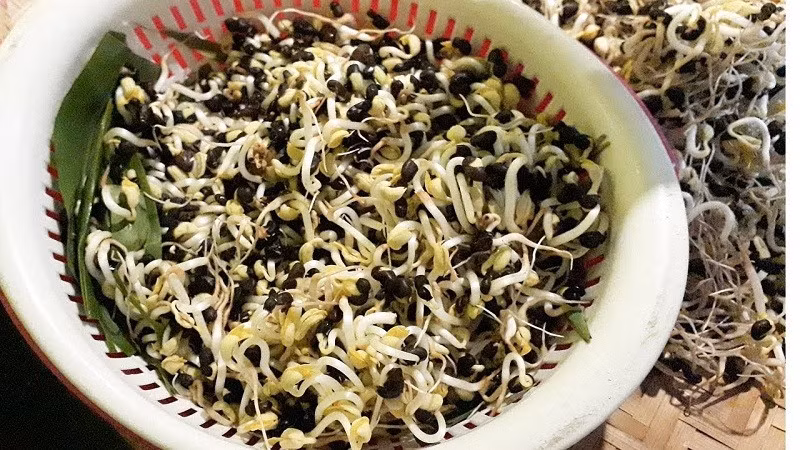 Các chuyên gia dinh dưỡng nhận định, giá đỗ là “kho” chất chống oxy hóa tự nhiên gồm flavonoid, acid phenolic, caffeic, cinnamic… giúp trung hòa gốc tự do, ngăn ngừa tổn thương tế bào – nguyên nhân gây ra nhiều bệnh mạn tính, trong đó có ung thư. Ảnh minh họa