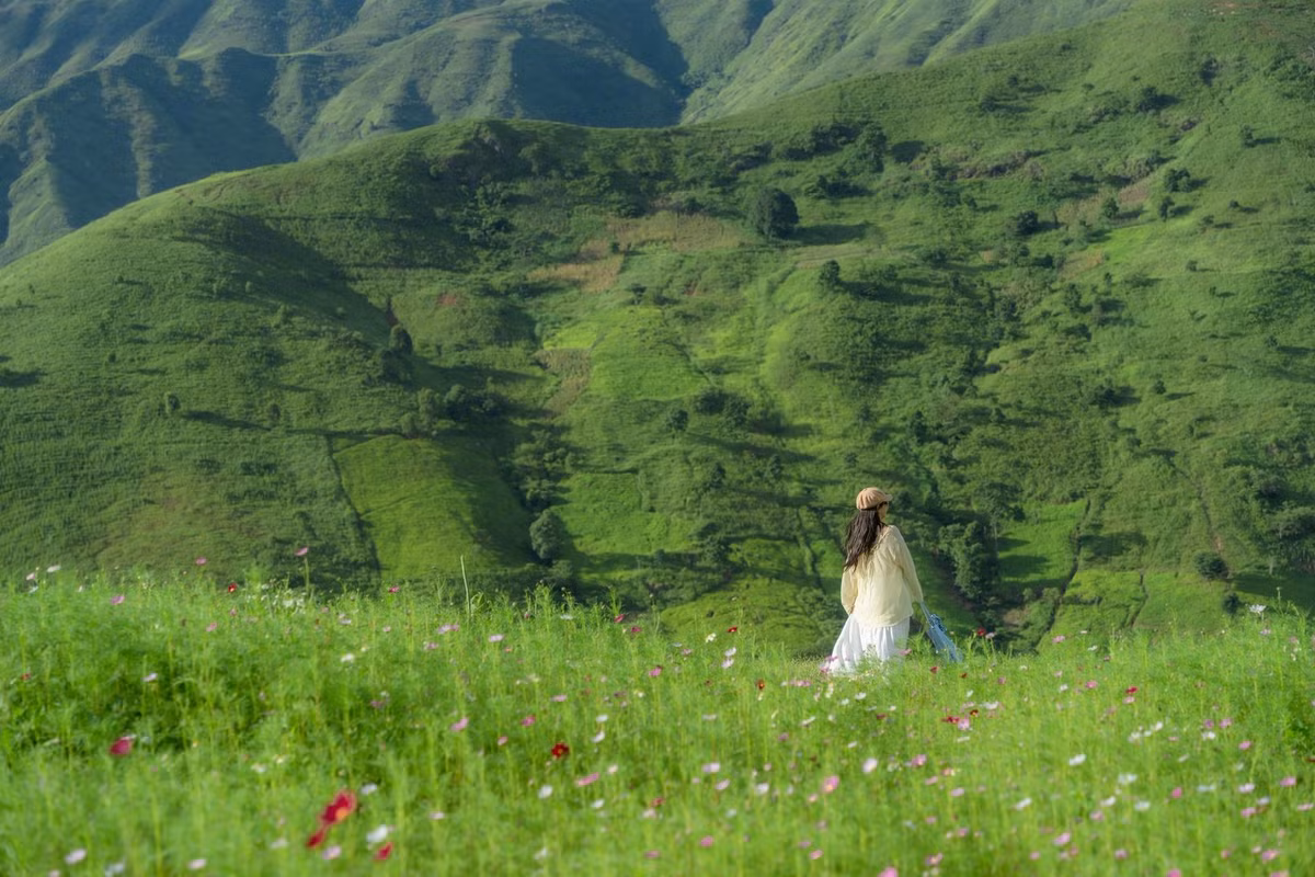 Vườn hoa bướm cách trung tâm Tà Xùa khoảng 17 km, di chuyển bằng xe máy hay ô tô mất khoảng 30-45 phút. Ảnh Linh Xinh