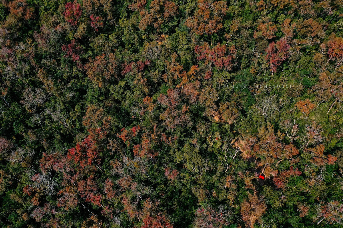 Những ngày cuối năm, khi tiết trời se lạnh tràn về, khu vực chùa Thanh Mai (phường Nguyễn Trãi, TP Hải Phòng) lại khoác lên mình vẻ đẹp khác lạ. Không chỉ là điểm đến tâm linh quen thuộc, nơi đây còn gây ấn tượng mạnh với du khách bởi rừng phong hương vào mùa thay lá, rực rỡ sắc đỏ – vàng giữa không gian núi rừng xanh thẳm.