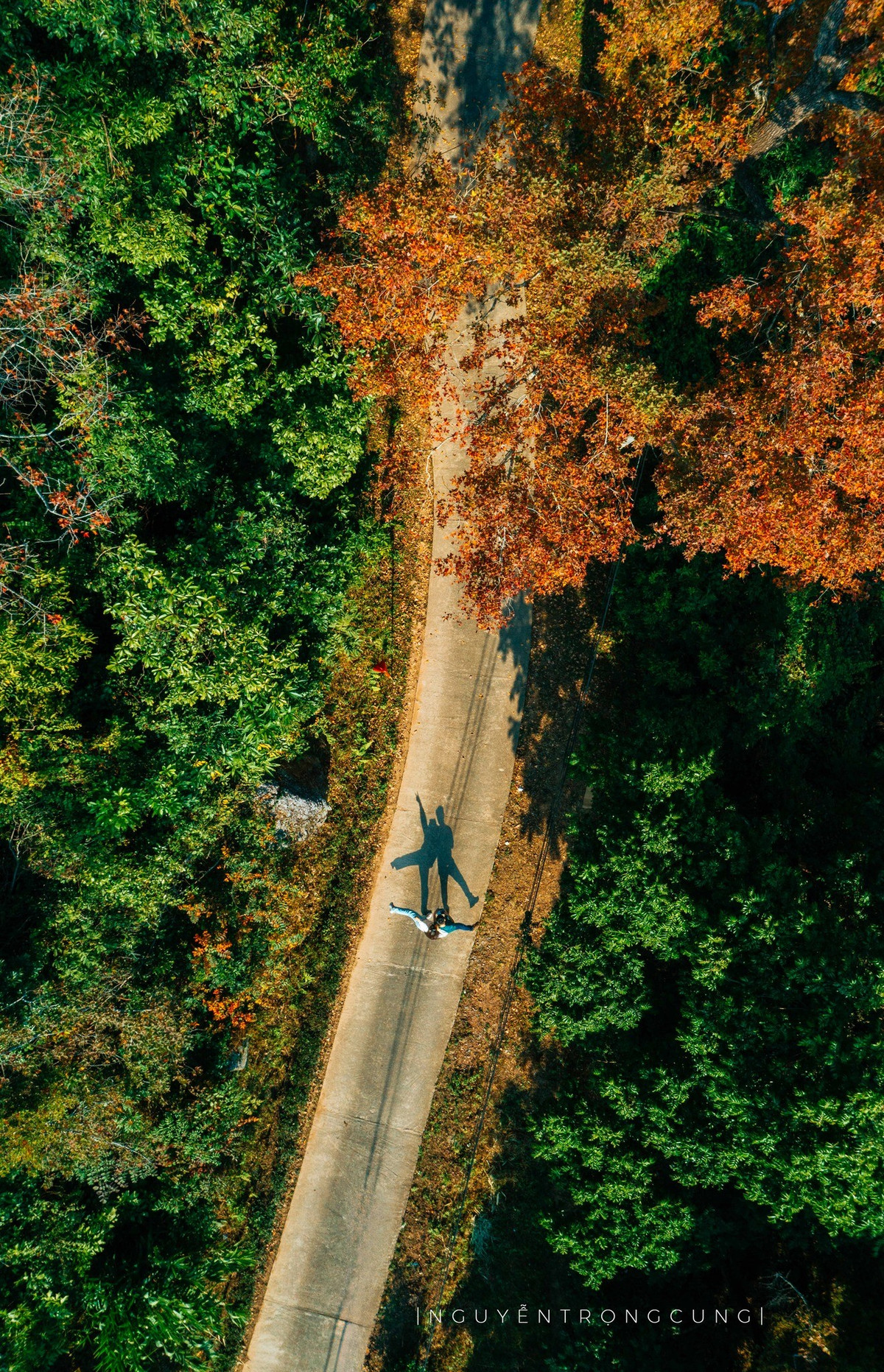 Lá phong hương có hình dáng đặc trưng, chia từ 3 đến 7 thùy rõ rệt, đầu thùy nhọn, cuống lá dài và mảnh. Khi thu sang đông, sắc lá chuyển dần từ xanh sang vàng, cam rồi đỏ sậm. Dưới ánh nắng, từng tán cây như bừng sáng, nổi bật giữa nền rừng xanh và mái chùa rêu phong cổ kính.