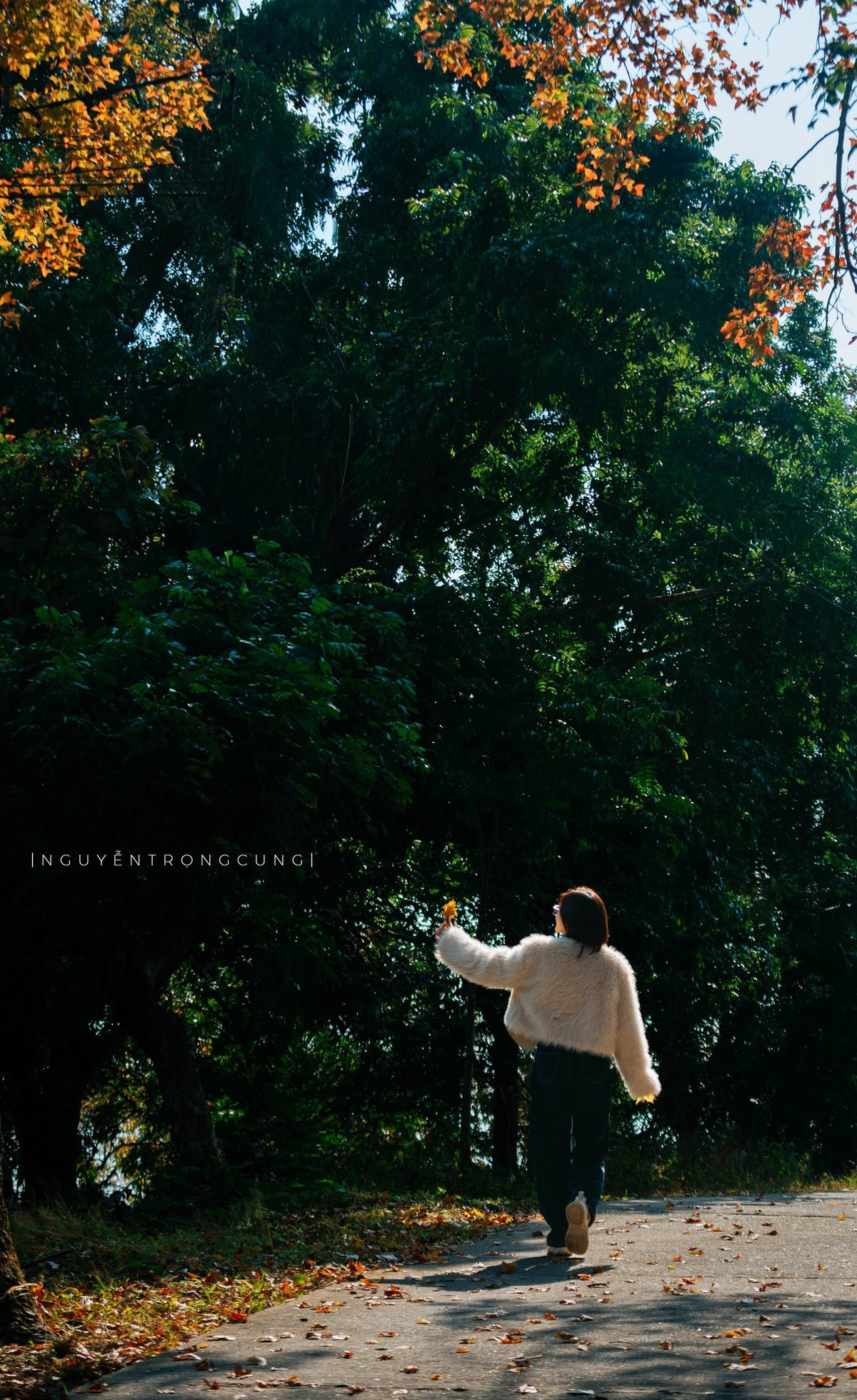 Dưới tán phong hương, du khách dễ dàng bắt gặp hình ảnh những người thong thả dạo bước, nhặt một chiếc lá vàng, hay dừng lại chụp ảnh giữa ánh nắng xuyên qua tán cây. Ở một góc khác, mái chùa cổ hiện ra trầm mặc, rêu phong, càng làm nổi bật sắc lá đỏ vàng đang vào độ rực rỡ nhất.