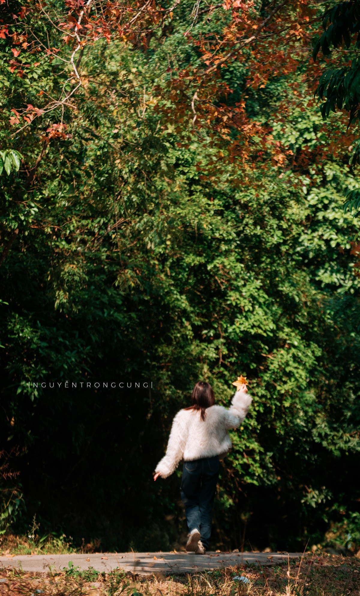 Điều khiến rừng phong hương ở chùa Thanh Mai trở nên đặc biệt không chỉ nằm ở màu sắc lá, mà còn ở bối cảnh. Con đường nhỏ dẫn lên chùa uốn lượn giữa hai hàng cây, lá rụng phủ kín lối đi, tạo nên khung cảnh thơ mộng như tranh vẽ.