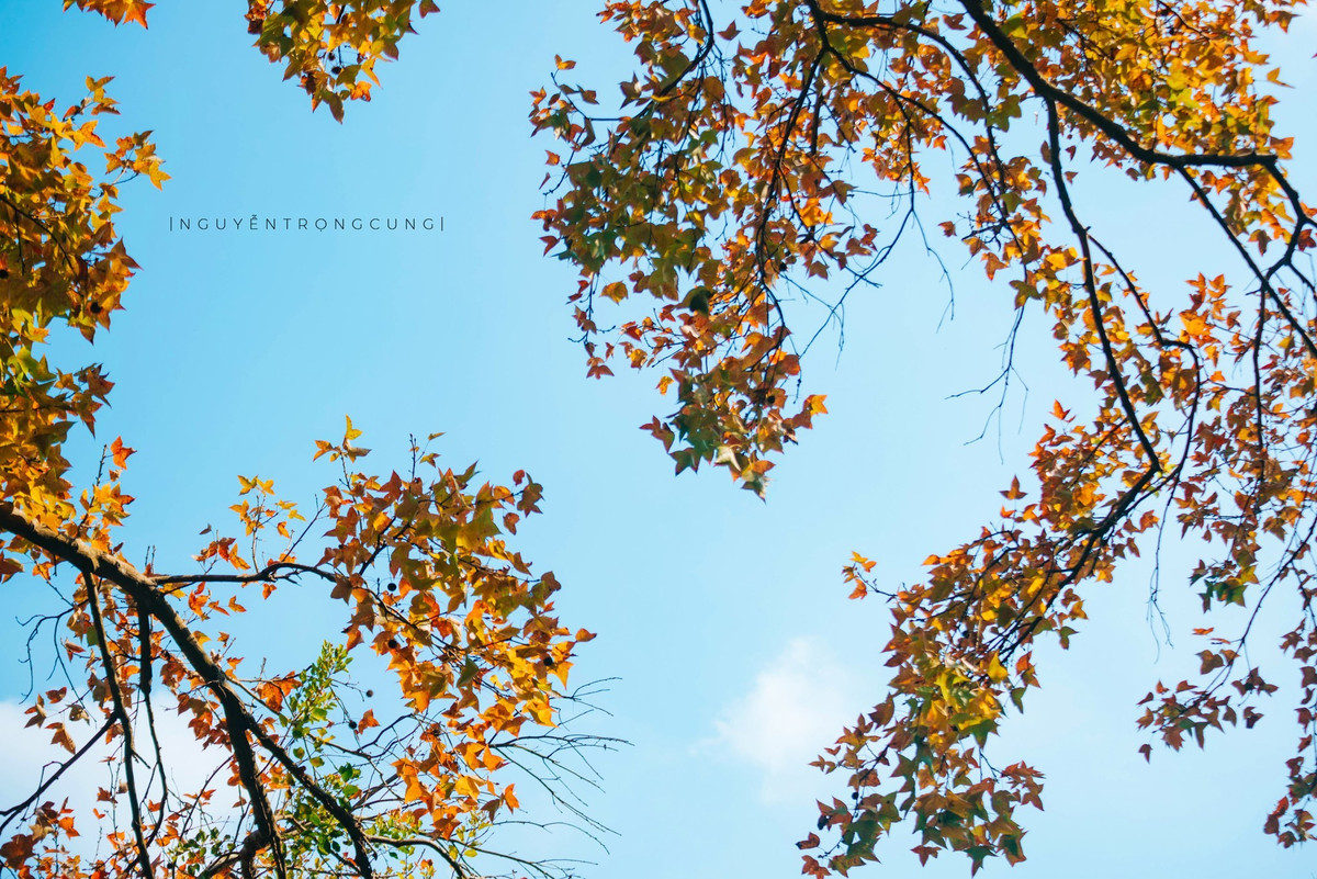 Theo người dân địa phương, phong hương là loài cây đặc trưng của khu vực rừng tự nhiên quanh chùa Thanh Mai. Khác với nhiều loài cây rừng khác, phong hương có khả năng đổi màu lá theo mùa, tạo nên khung cảnh hiếm gặp ở miền Bắc Việt Nam.