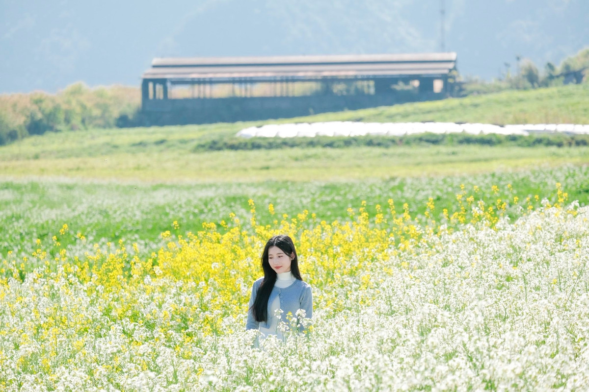 Mộc Châu nằm ở độ cao khoảng 1.000 m so với mực nước biển, khí hậu mát mẻ quanh năm. Vào thời điểm cuối đông, đầu xuân, cao nguyên này trở nên đặc biệt hấp dẫn khi nhiều loài hoa cùng khoe sắc như hoa đào, hoa mận, hoa lê và hoa cải. Ảnh Fanpage Ba đứa mình