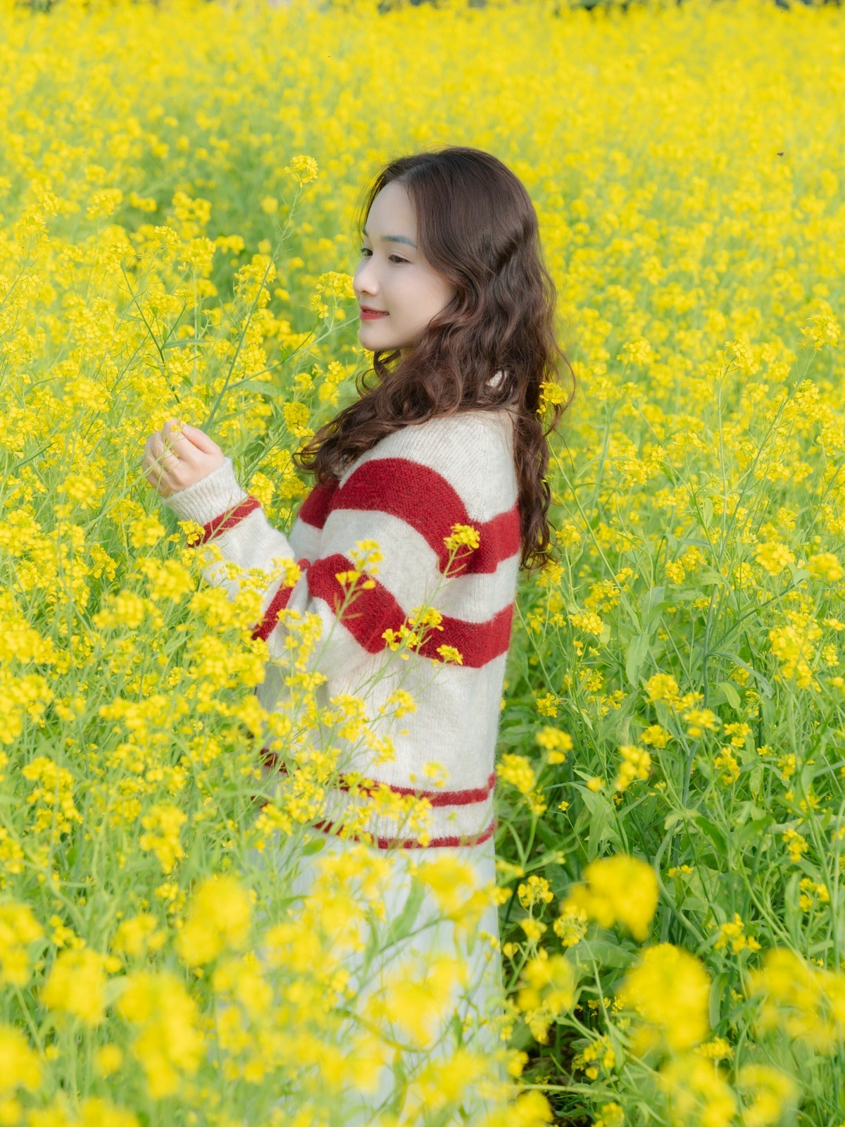 Thời tiết Mộc Châu đầu tháng 1 dao động từ 8–16 độ C, trời khô ráo, có nắng nhẹ, thuận lợi cho các hoạt động ngoài trời. Ngoài ngắm hoa cải, du khách có thể kết hợp tham quan đồi chè Trái Tim, rừng thông Bản Áng, thác Dải Yếm hoặc trải nghiệm văn hóa bản địa tại các bản làng của người Thái, người Mông. Ảnh Fanpage Đi trốn không