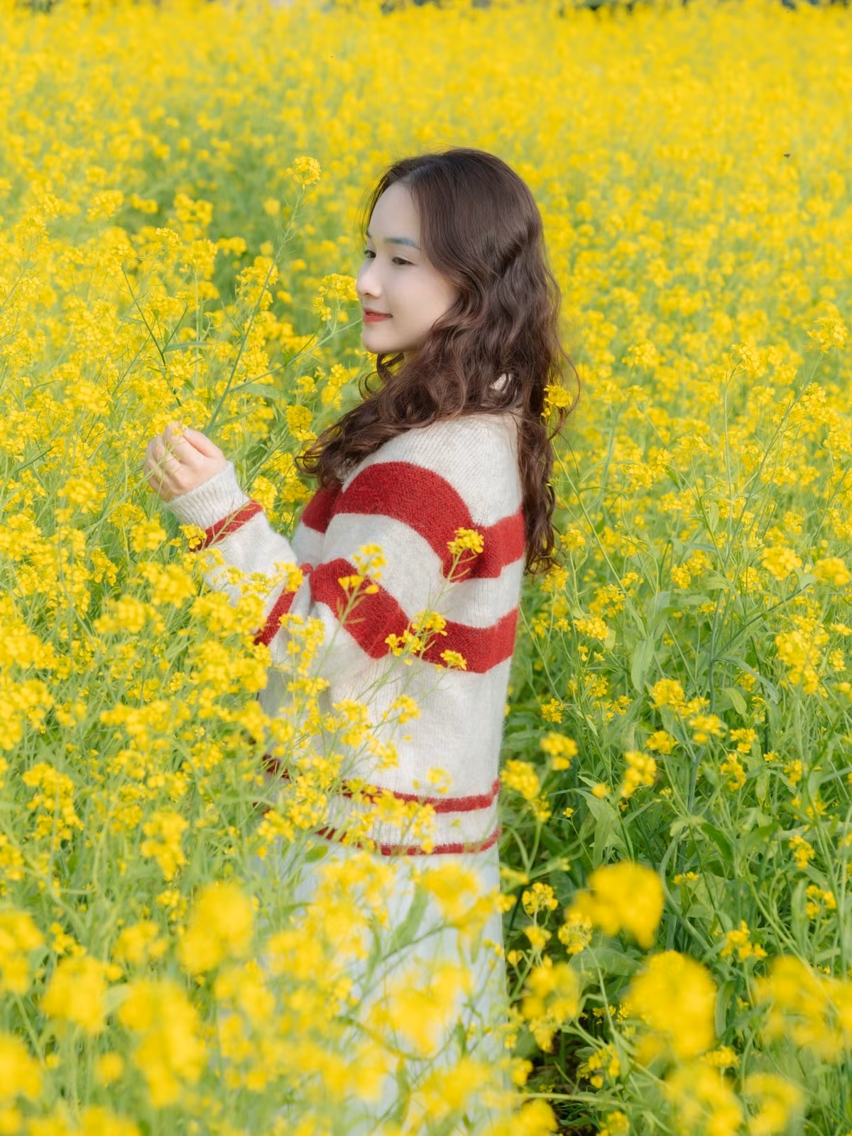 Thời tiết Mộc Châu đầu tháng 1 dao động từ 8–16 độ C, trời khô ráo, có nắng nhẹ, thuận lợi cho các hoạt động ngoài trời. Ngoài ngắm hoa cải, du khách có thể kết hợp tham quan đồi chè Trái Tim, rừng thông Bản Áng, thác Dải Yếm hoặc trải nghiệm văn hóa bản địa tại các bản làng của người Thái, người Mông. Ảnh Fanpage Đi trốn không