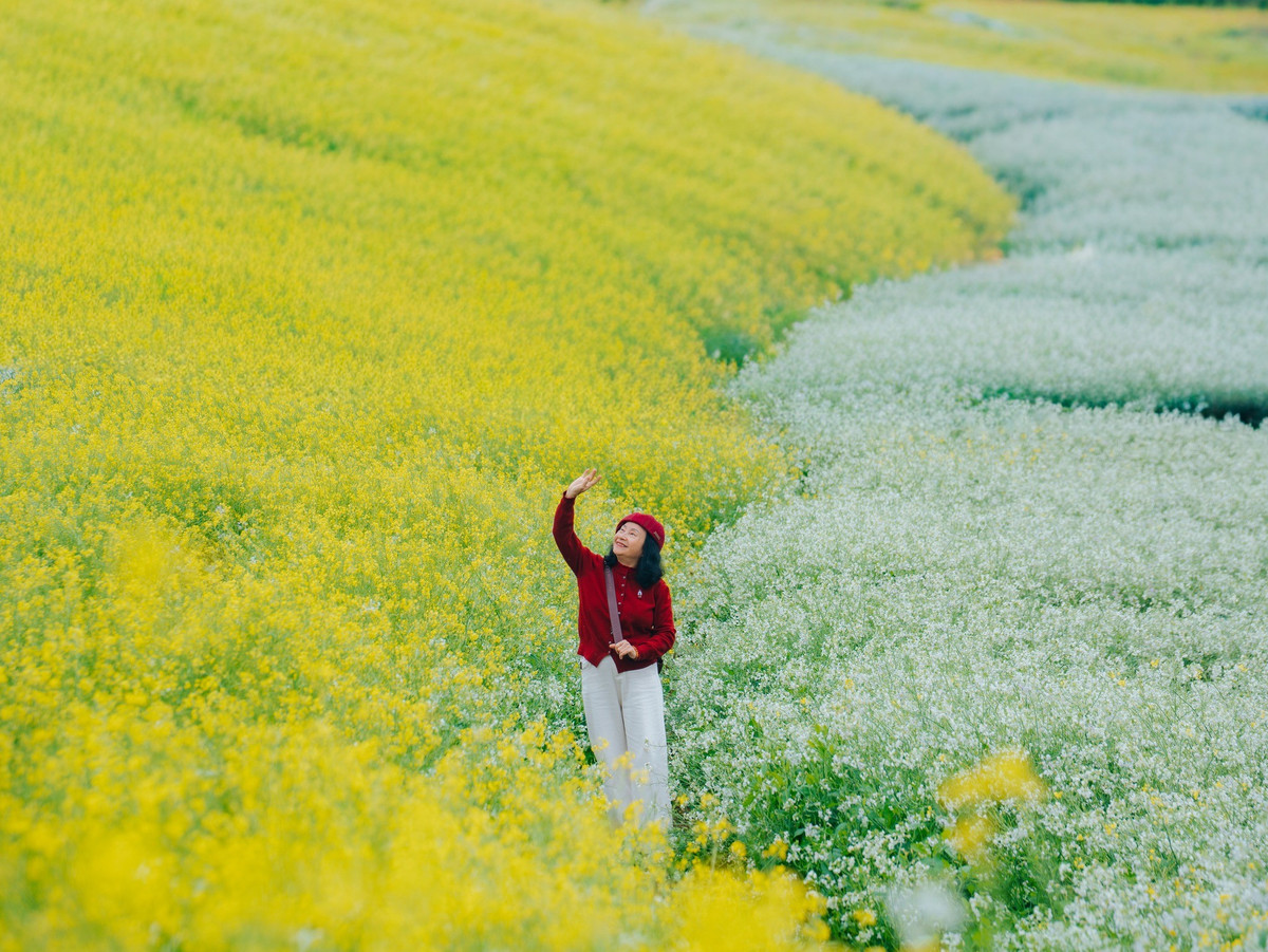 Trong đó, mùa hoa cải thường kéo dài từ cuối tháng 12 đến hết tháng 1, tùy điều kiện thời tiết từng năm, là khoảng thời gian được du khách mong đợi nhất. Ảnh Tống Viết Nam