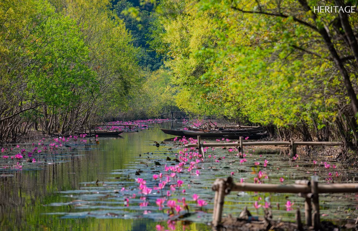 Nằm trong quần thể danh thắng Hương Sơn (xã Hương Sơn, Hà Nội), cách trung tâm thành phố khoảng 70km, suối Yến từ lâu đã được xem là “dải lụa mềm” dẫn du khách về với chùa Hương linh thiêng, đồng thời là điểm hẹn bình yên mỗi mùa hoa súng nở. Ảnh Amachau