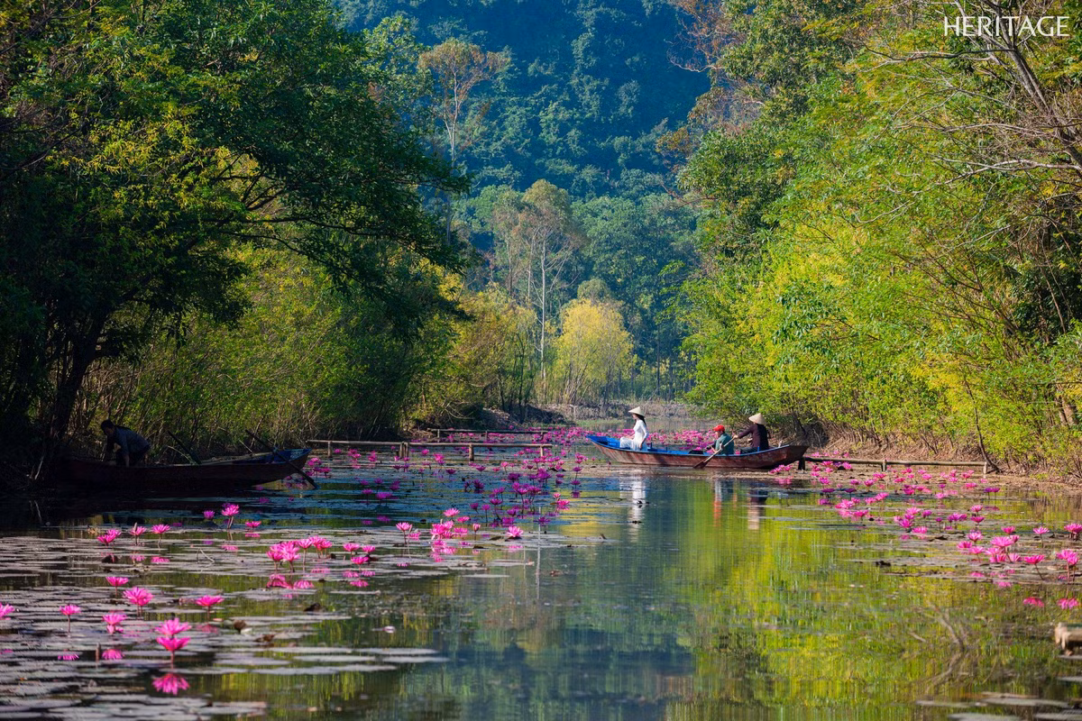 Dài chừng 4km, suối Yến còn được gọi là Yến Vĩ bởi dáng uốn lượn mềm mại tựa đuôi chim yến đang dang cánh. Nơi đây là con đường thủy duy nhất để du khách vãn cảnh chùa Hương, nhưng vào mùa thu, khi nước trong veo soi bóng mây trời và hoa súng đồng loạt khoe sắc, suối Yến lại trở thành bức tranh phong cảnh hữu tình khiến ai từng ghé qua đều khó quên. Ảnh Amachau