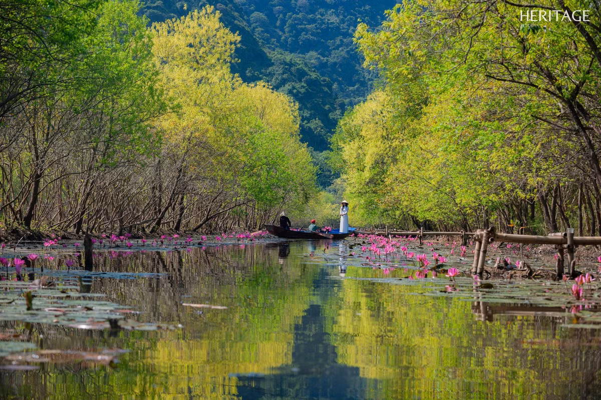Thường từ tháng 10 đến tháng 11 hằng năm, khắp lòng suối phủ một màu tím hồng ngọt ngào của hoa súng. Ngồi trên con đò nhỏ, lững lờ trôi giữa làn nước yên ả, du khách như được hòa mình vào không gian trong trẻo, nơi chỉ còn tiếng mái chèo khua nhịp và mùi hương hoa thoang thoảng trong gió. Ảnh Amachau