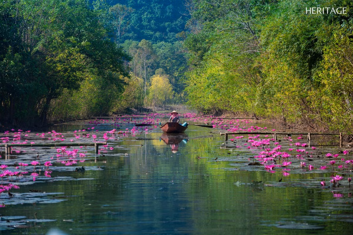 Không chỉ là nơi để chiêm ngưỡng vẻ đẹp của thiên nhiên, suối Yến mùa hoa súng còn là địa điểm lý tưởng để các nhiếp ảnh gia và du khách yêu thích “sống chậm” ghi lại những khoảnh khắc tinh khôi nhất của đất trời. Cảm giác được ngồi thuyền trôi nhẹ, hít hà làn gió thu mát rượi và chụp lại khung cảnh thơ mộng ấy là một trải nghiệm khó quên. Ảnh Amachau