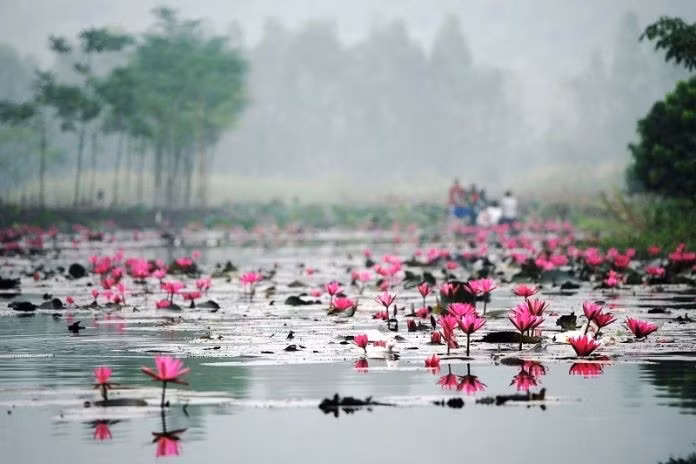 Dưới làn hơi sương lãng đãng, từng cánh hoa tím hồng nổi bật giữa sắc xanh của nước và cỏ, khiến suối Yến mang vẻ huyền ảo như chốn tiên cảnh.