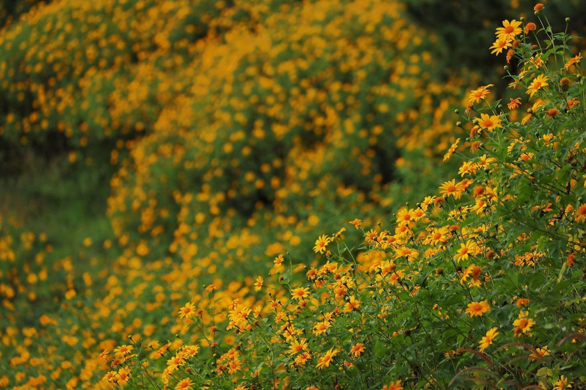 Giữa khung cảnh ấy, những khóm dã quỳ bung nở vàng rực, tạo nên một “bản hòa sắc” của thiên nhiên đầy mê hoặc. Ảnh Đồng Ngô