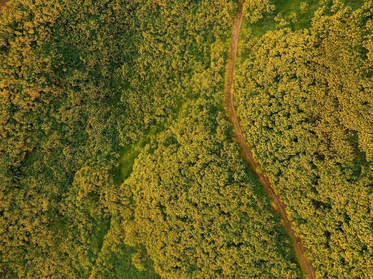 Hoa dã quỳ còn gọi là cúc quỳ hay hướng dương dại thường bắt đầu chớm nở từ cuối tháng 10, rực rỡ nhất vào tháng 11 và kéo dài đến đầu tháng 12. Ảnh dulich